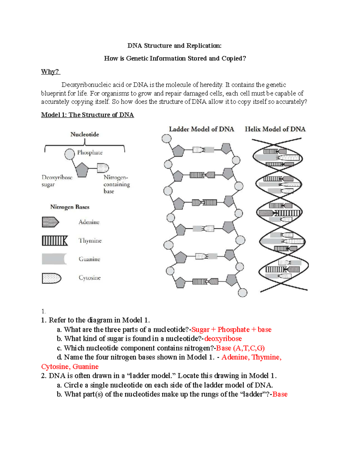 DNA Structure & Replication: Understanding Genetic Information (BIO101 ...