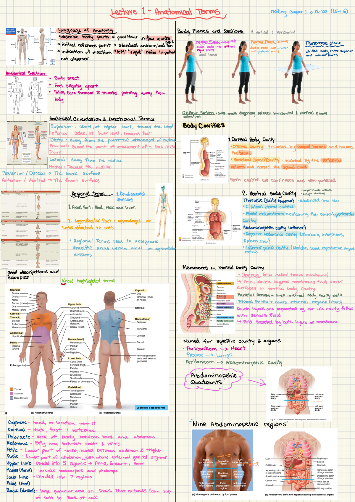 Anatomical terms - re1-Anatomical Terms reading Chapter A p. 12 (1 . 5 ...