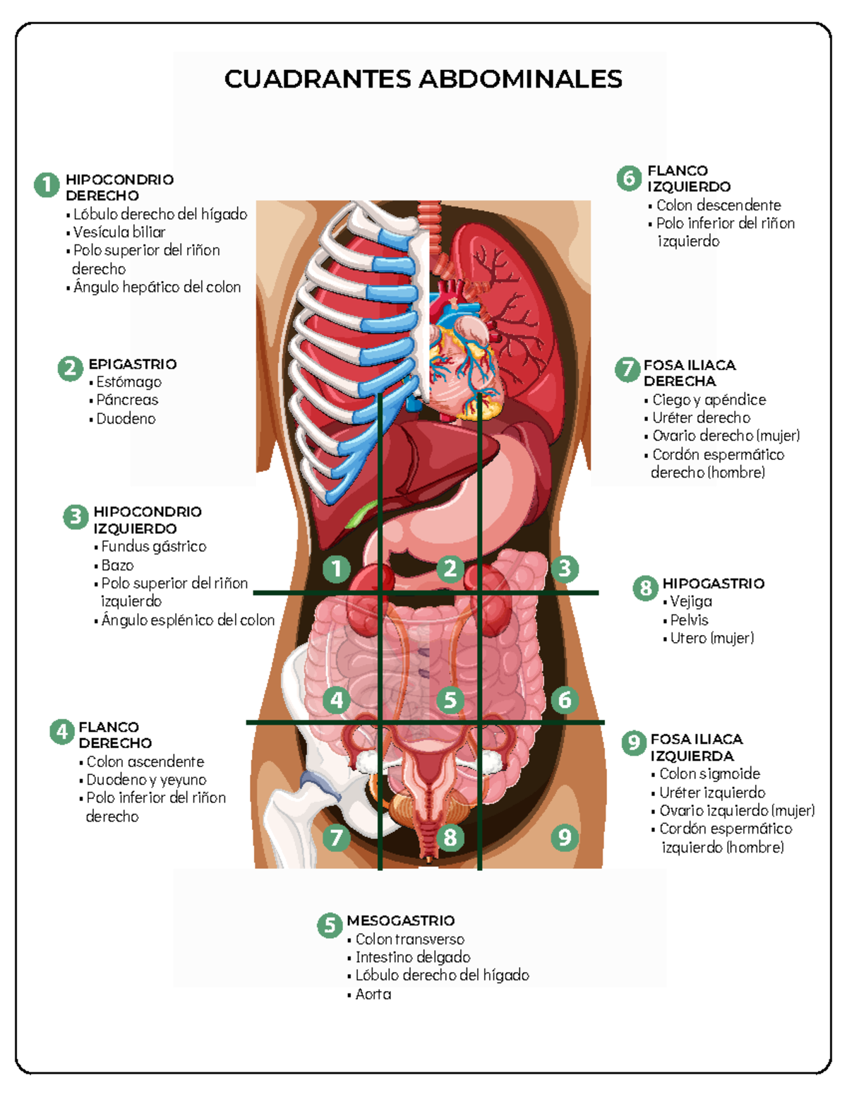 Cuadrantes Abdominales: Anatomía y Estructuras Clave - Studocu