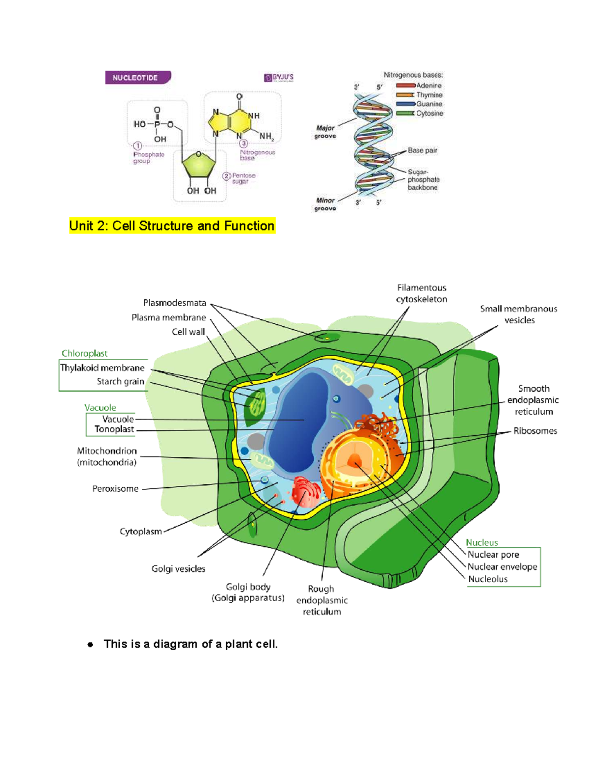 AP Biology Review: Unit 2 - Cell Structure and Function - Studocu