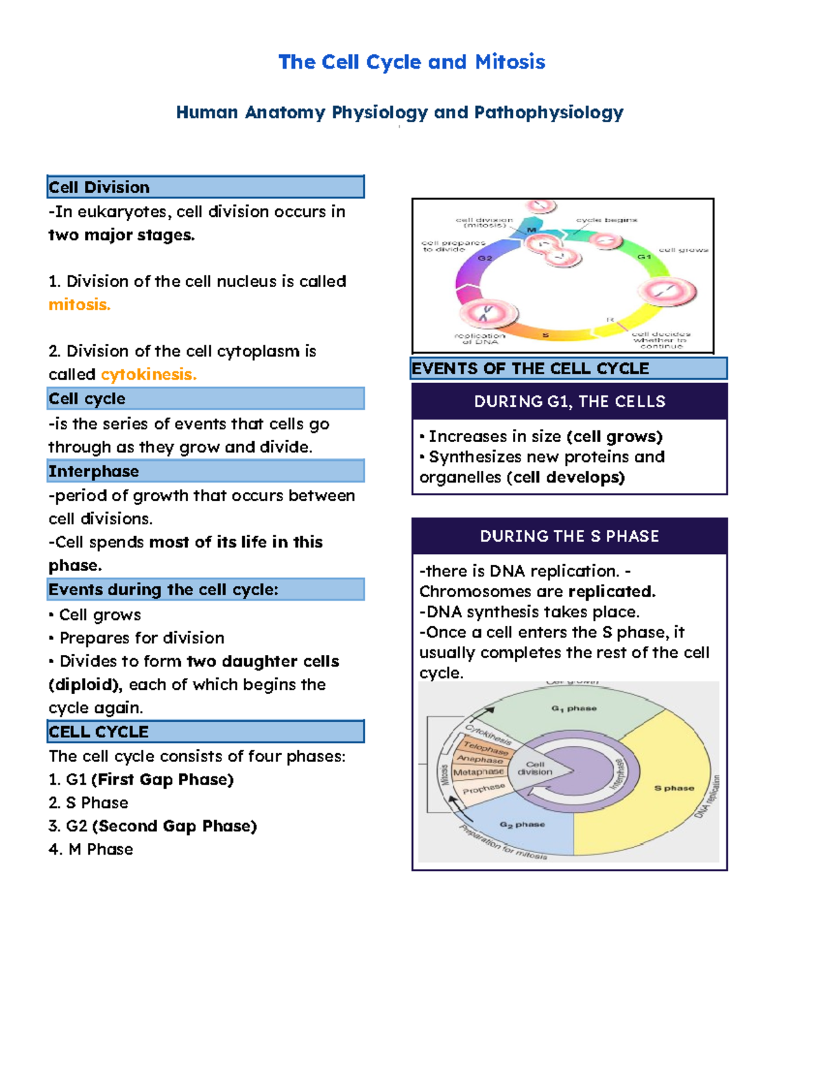 THE CELL Cycle AND Mitosis - Human Anatomy Physiology and ...
