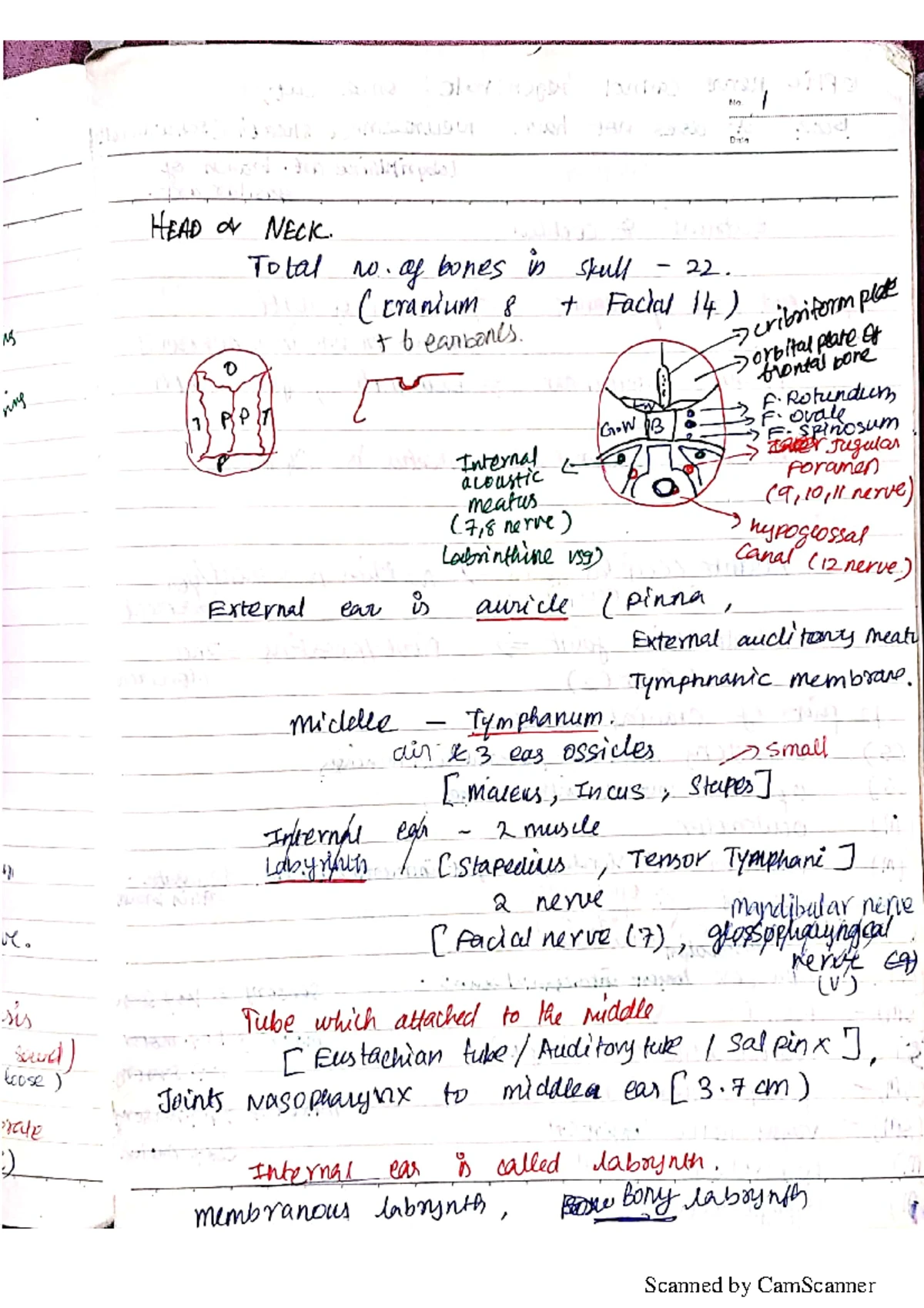 Anatomy Notes on Lower Limb: LMB Course Comprehensive Overview - Studocu