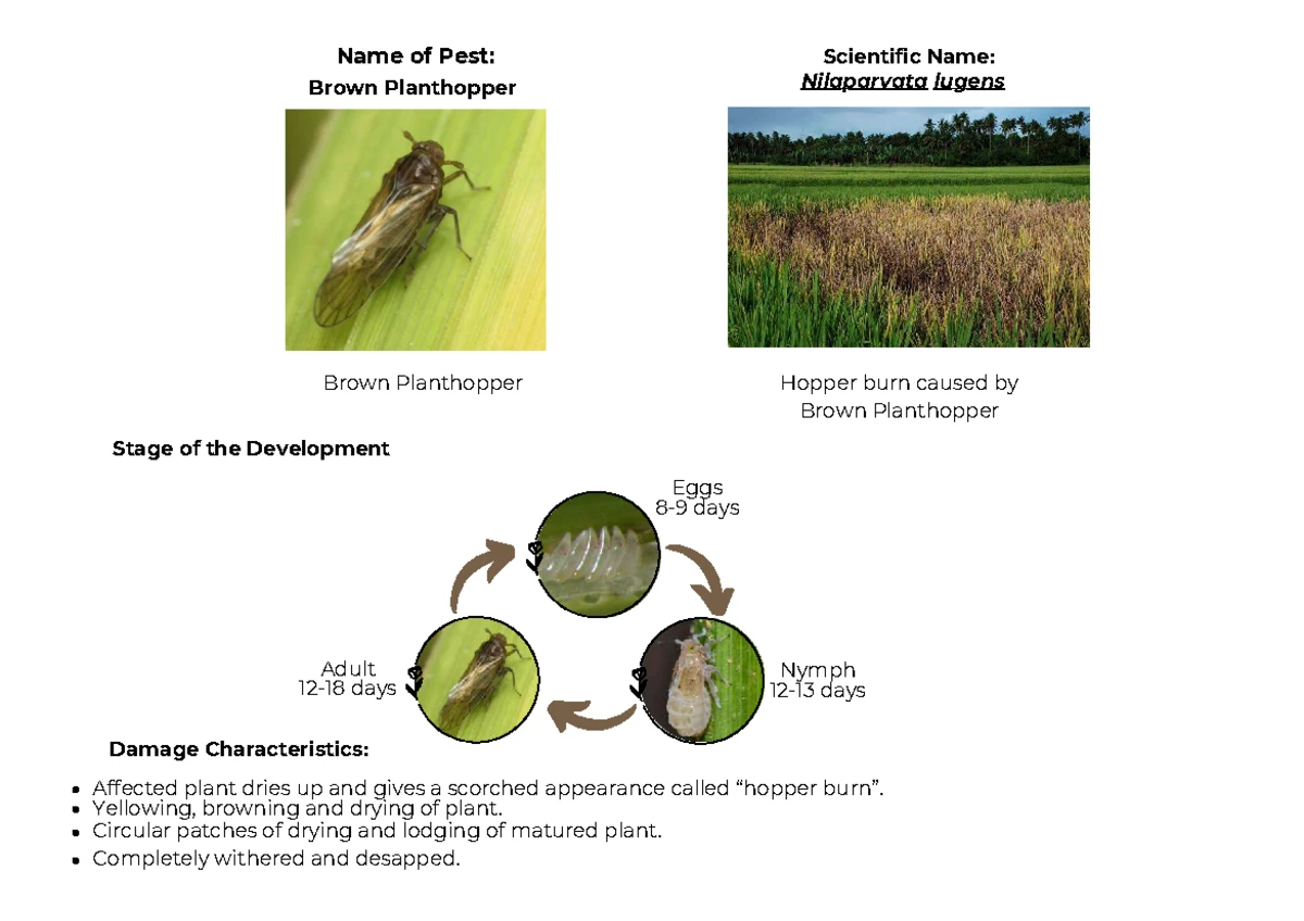 Activity 1: Principles of Plant Protection (BSA, 1st Sem, SY 2022 ...