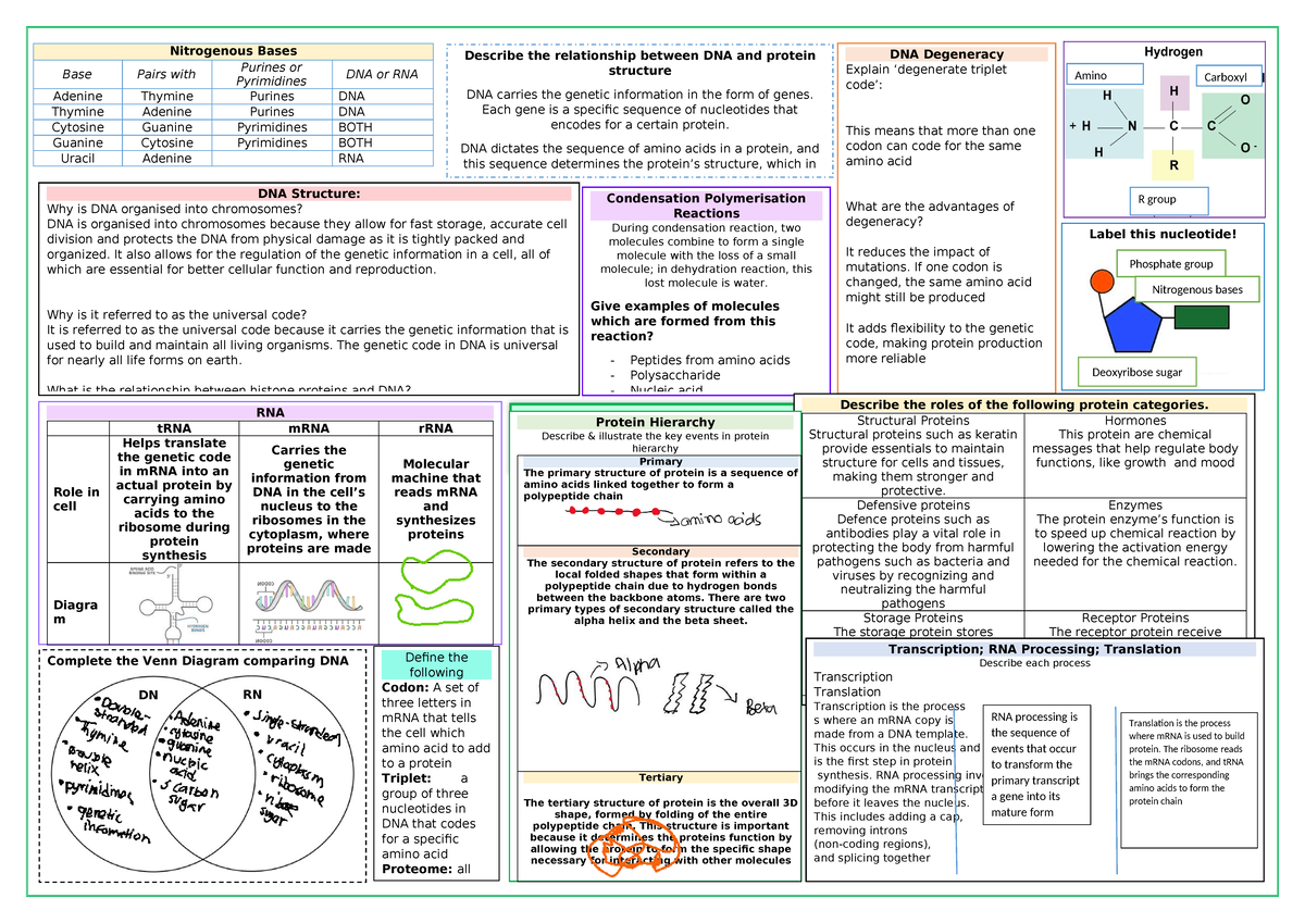 Unit 3 - Key Knowledge 2: Nucleic Acids & Proteins Overview - Studocu
