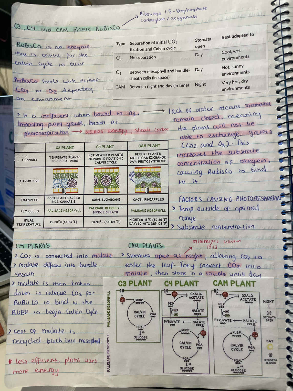 Bio Plants Notes 3: RuBisCO Function in C3, C4, and CAM Plants - Studocu