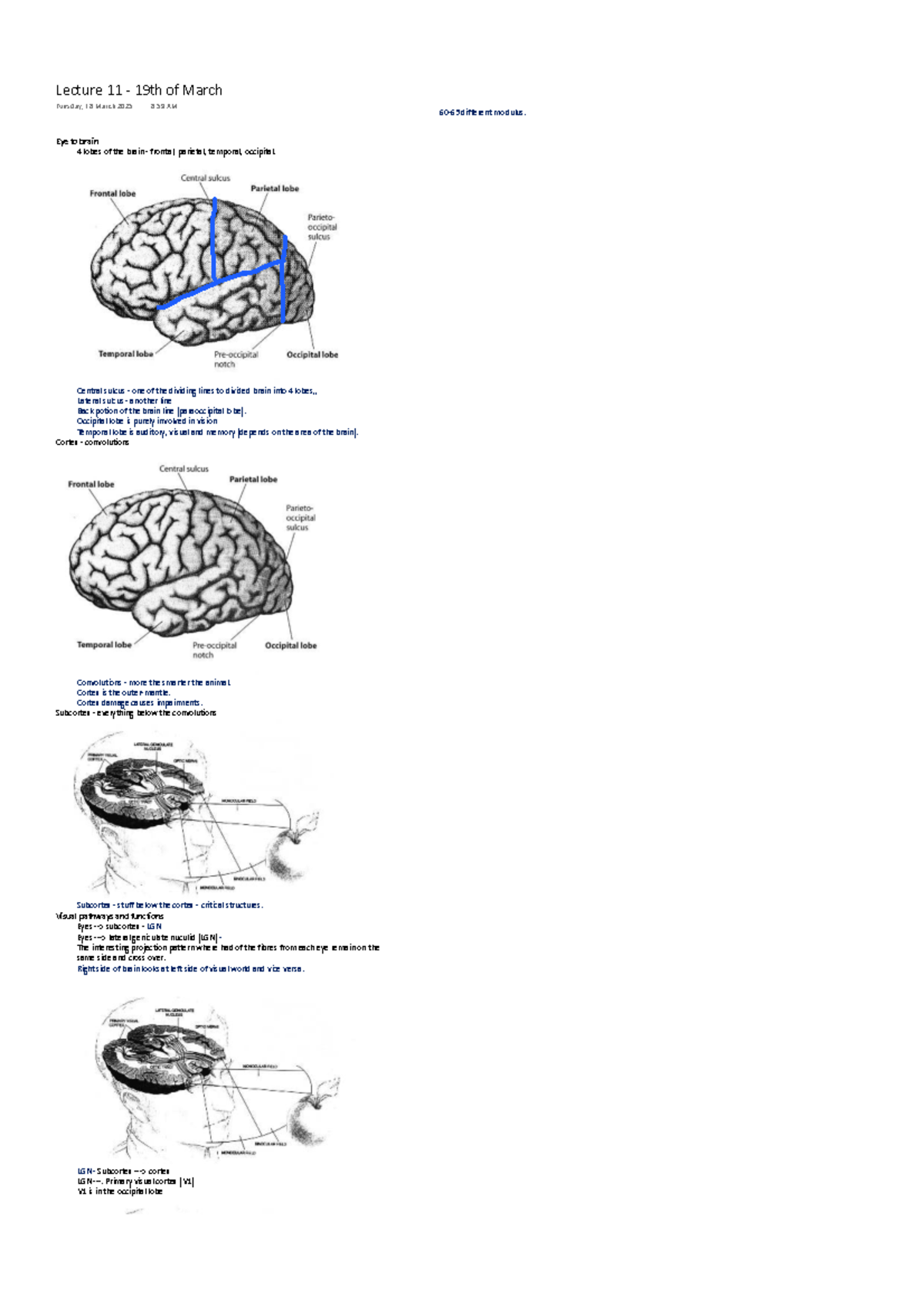 Visual Processing Pathways in the Brain: Lecture 11 (19 March 2025 ...