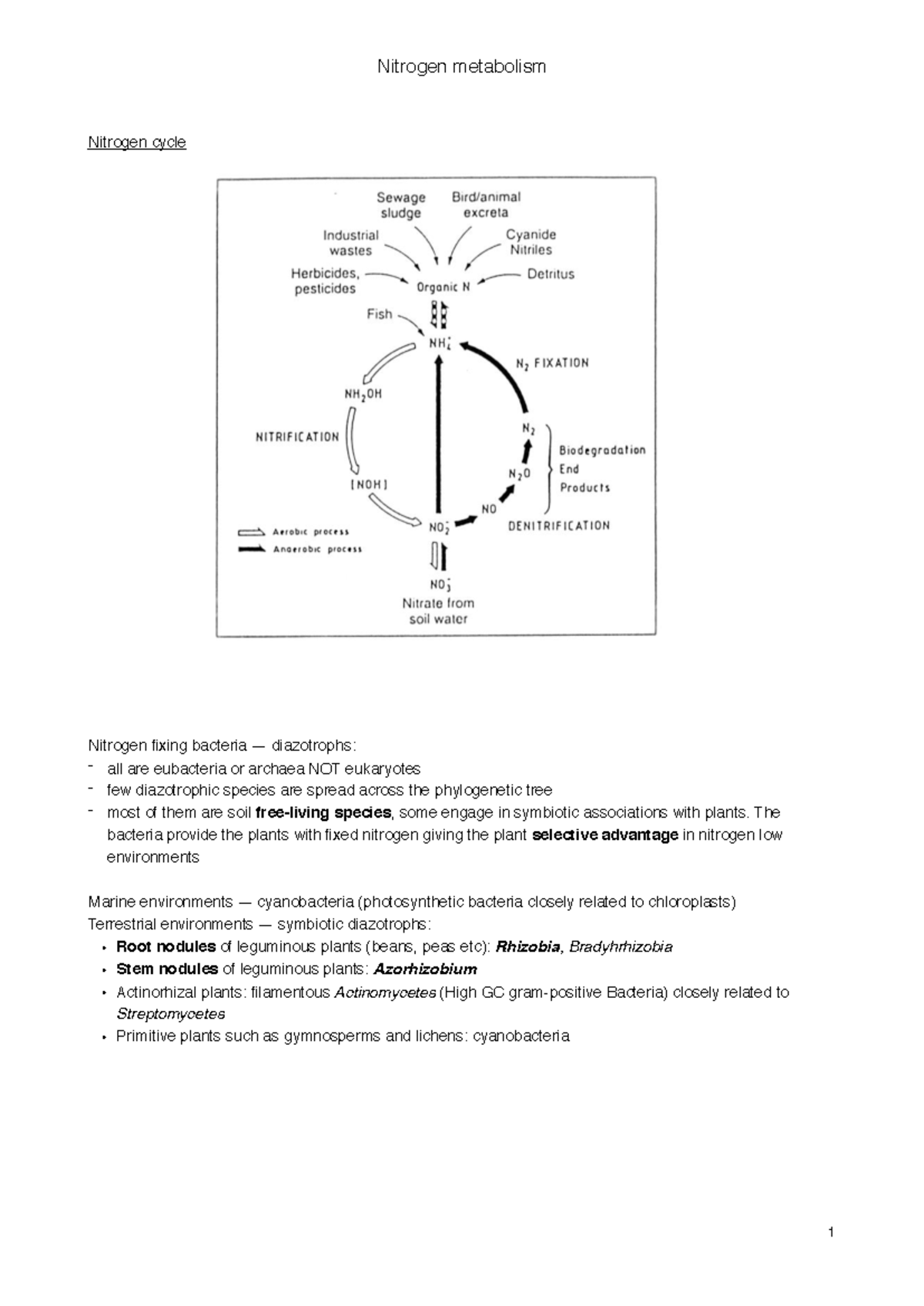 N metabolism notes - N/A - Nitrogen cycle Nitrogen fixing bacteria ...