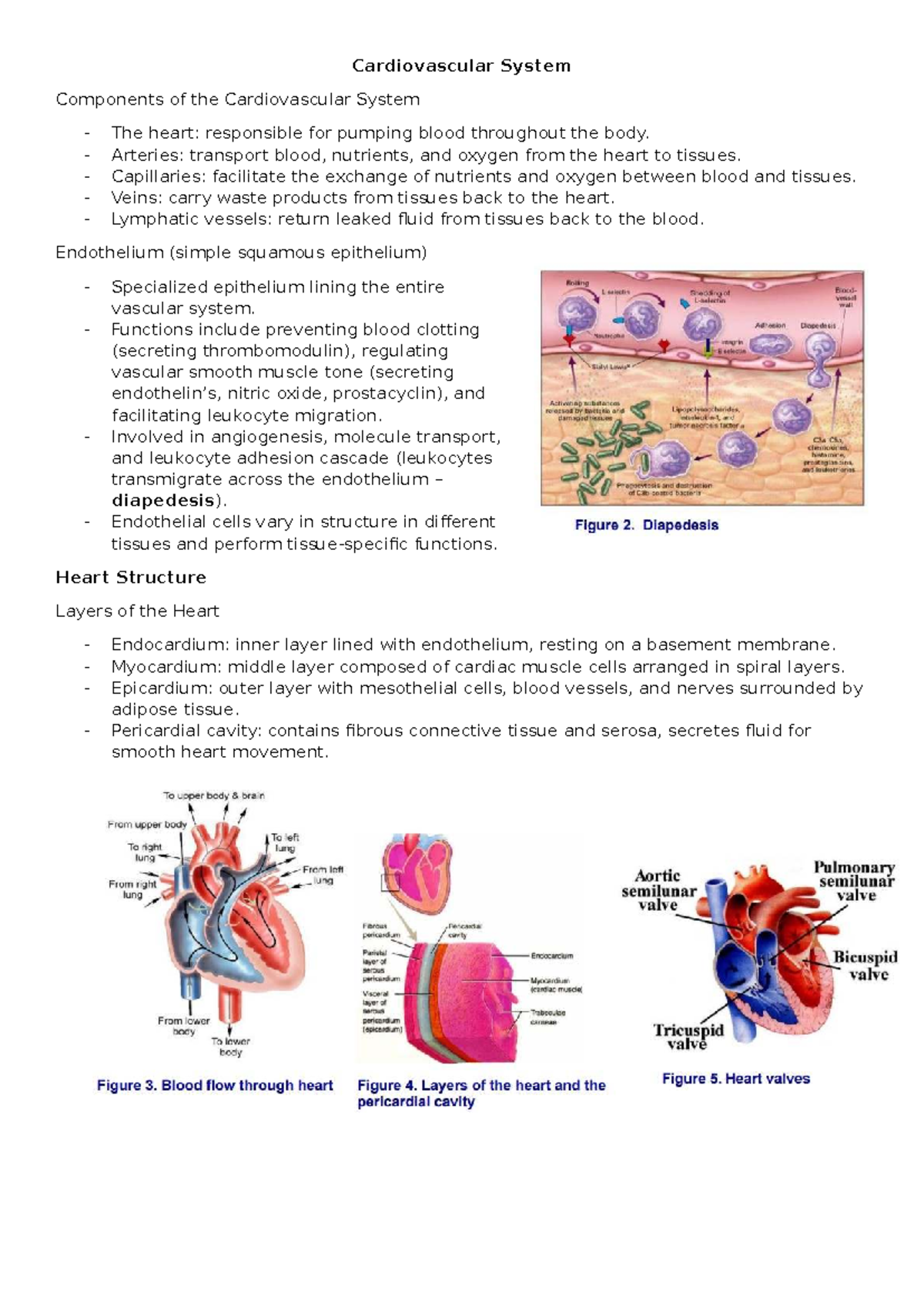 Cardiovascular System Overview: Components, Structure, and Function ...