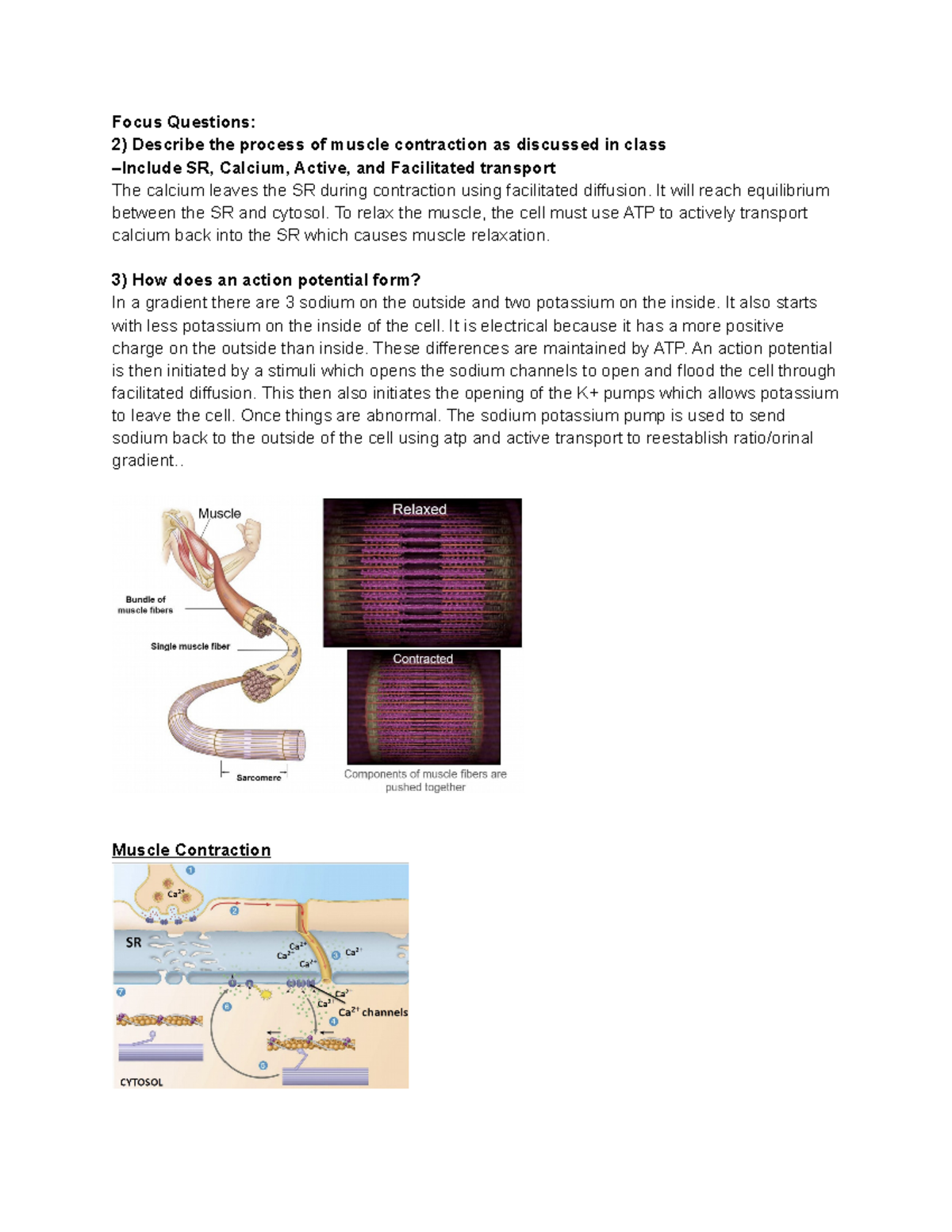 EBIO Lecture Notes: Exam 2 Review on Muscle Contraction & Action ...