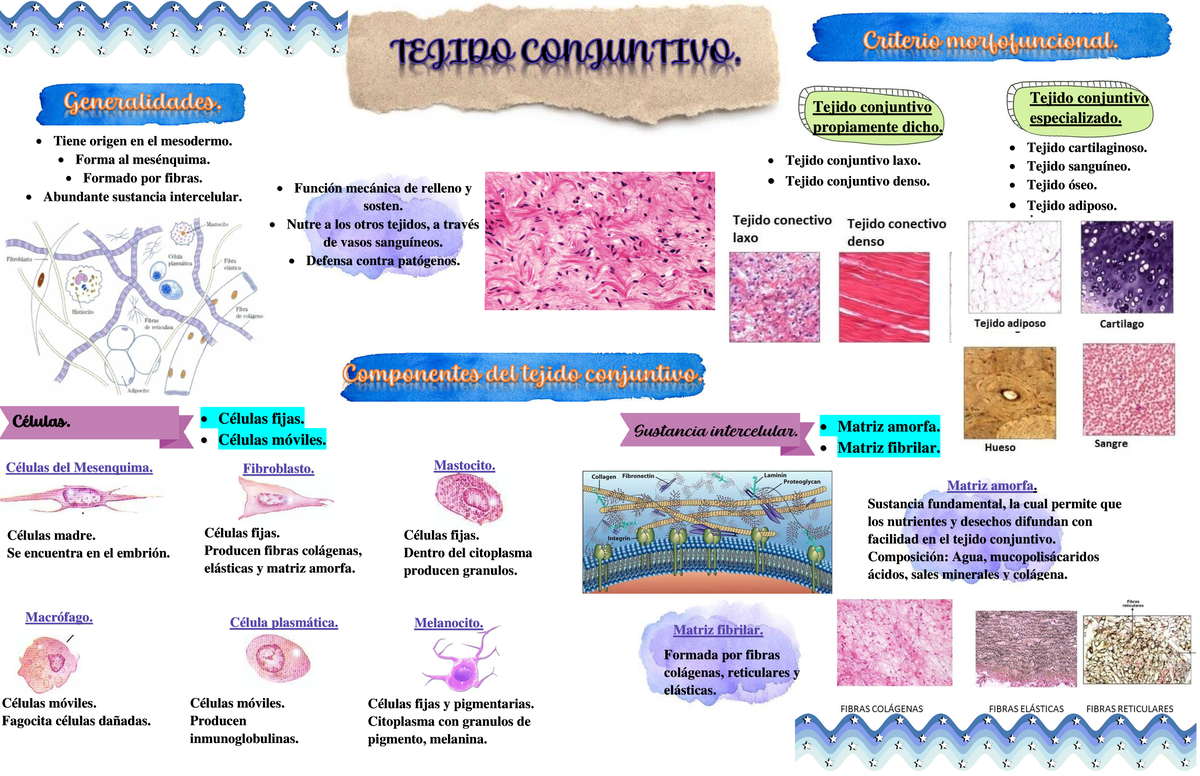 Tejido Gua De Estudio Tejido Conjuntivo El Tejido Conjuntivo Se