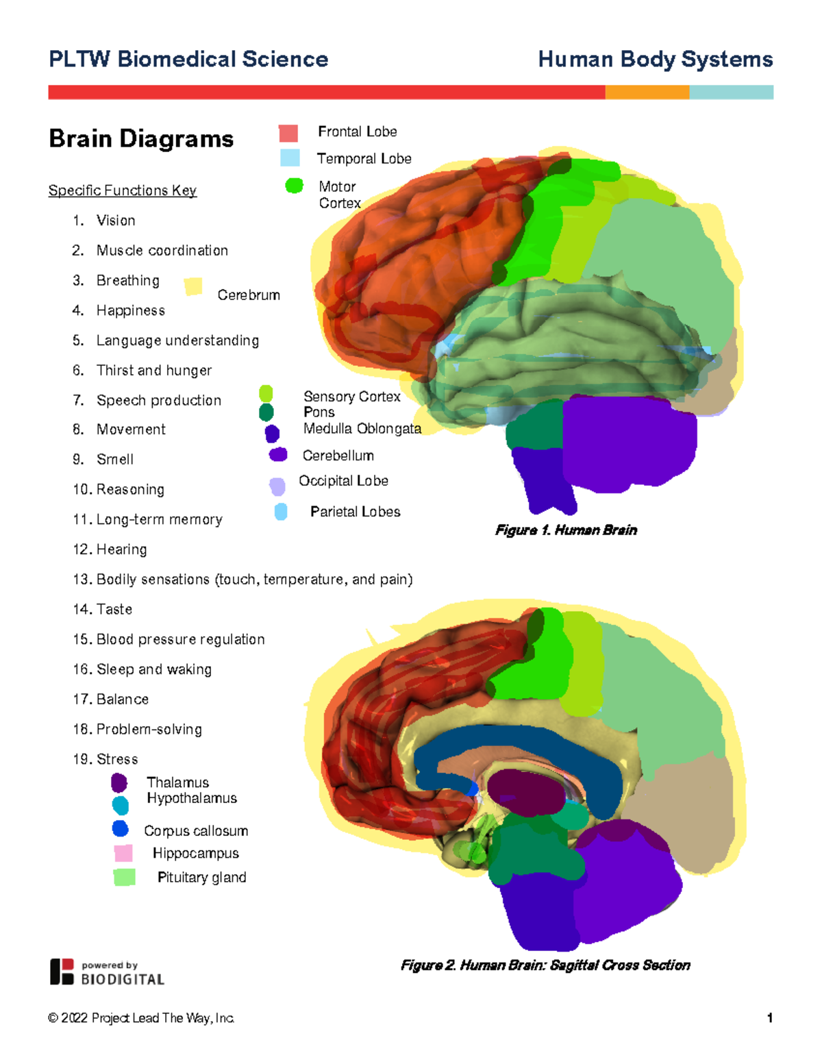 HBS 212 Brain Diagrams: Functions of Human Body Systems - Studocu