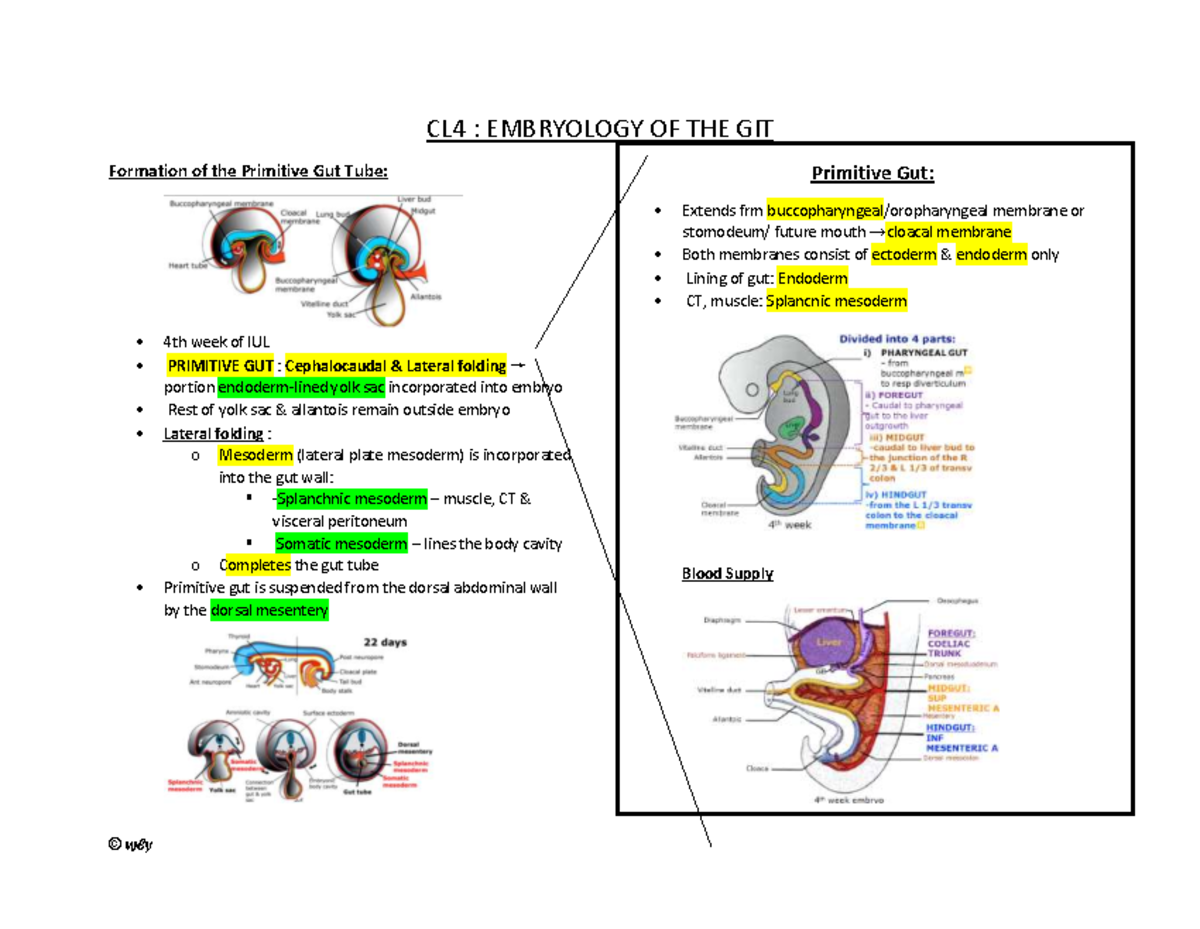 Embryology of Gastrointestinal System and Hepatobiliary - CL4 ...