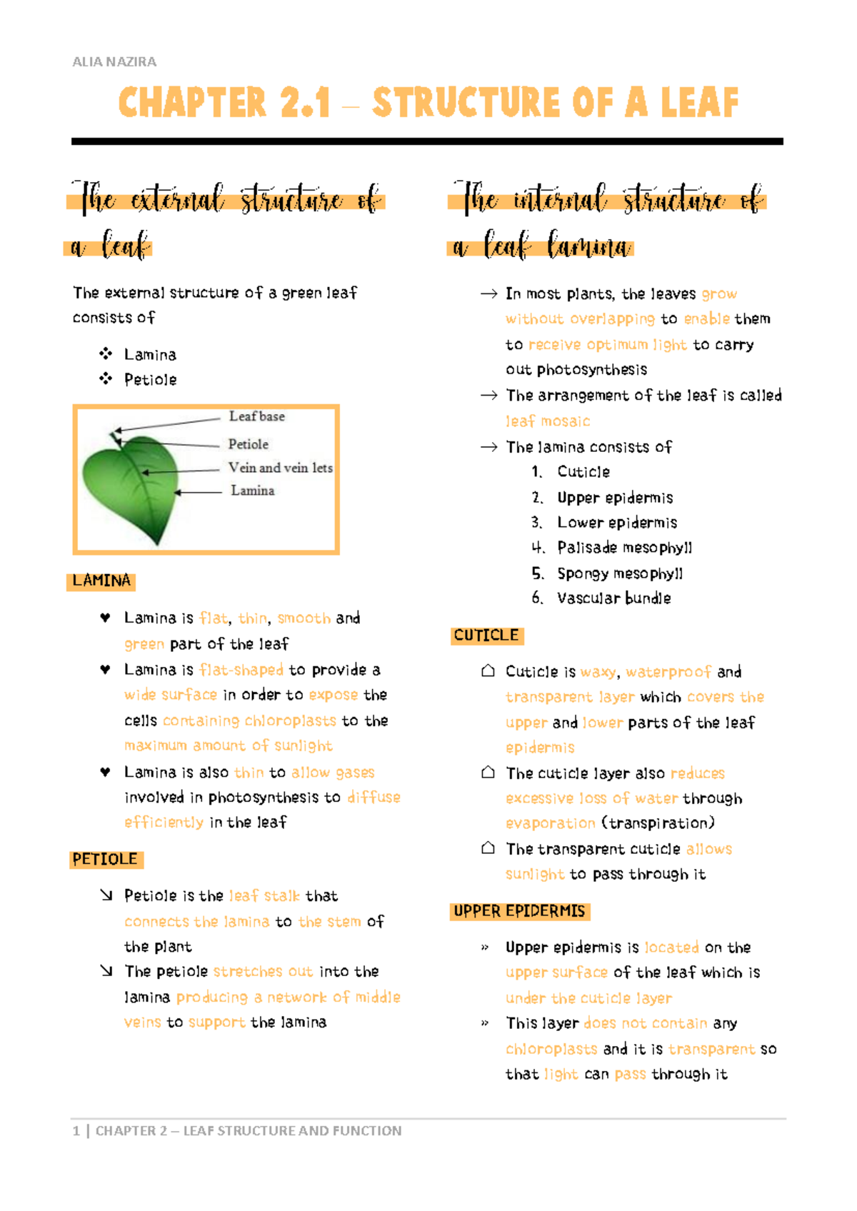 Chapter 2: Leaf Structure and Function - Study Notes for Biology 101 ...