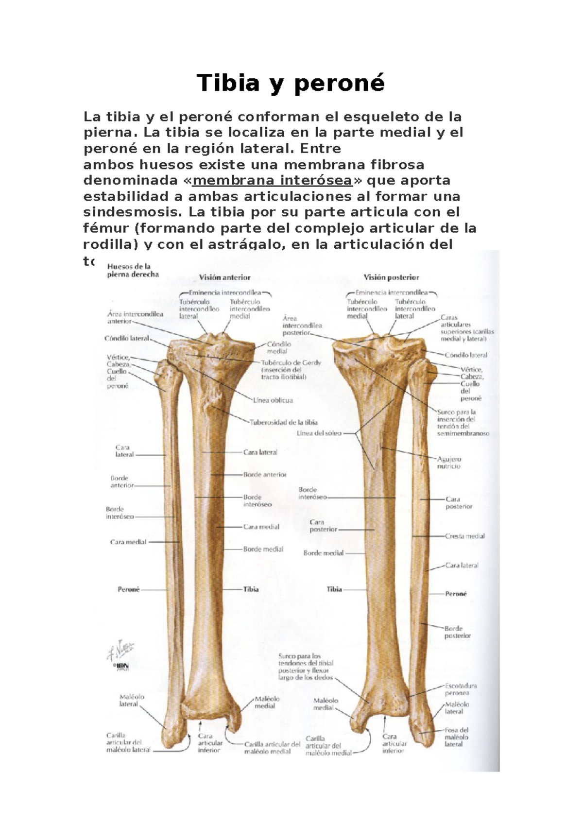 Apuntes sobre la Tibia y Peroné: Anatomía y Funciones - Studocu