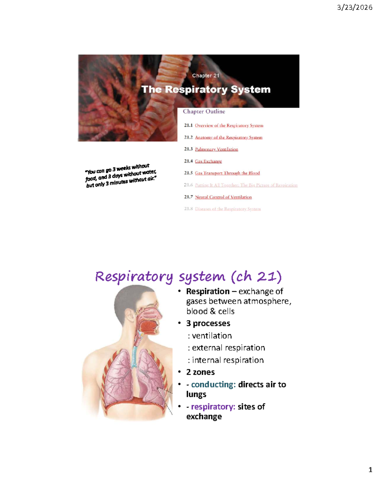 Respiratory System Overview (Ch 21) - Lecture Notes - Studocu
