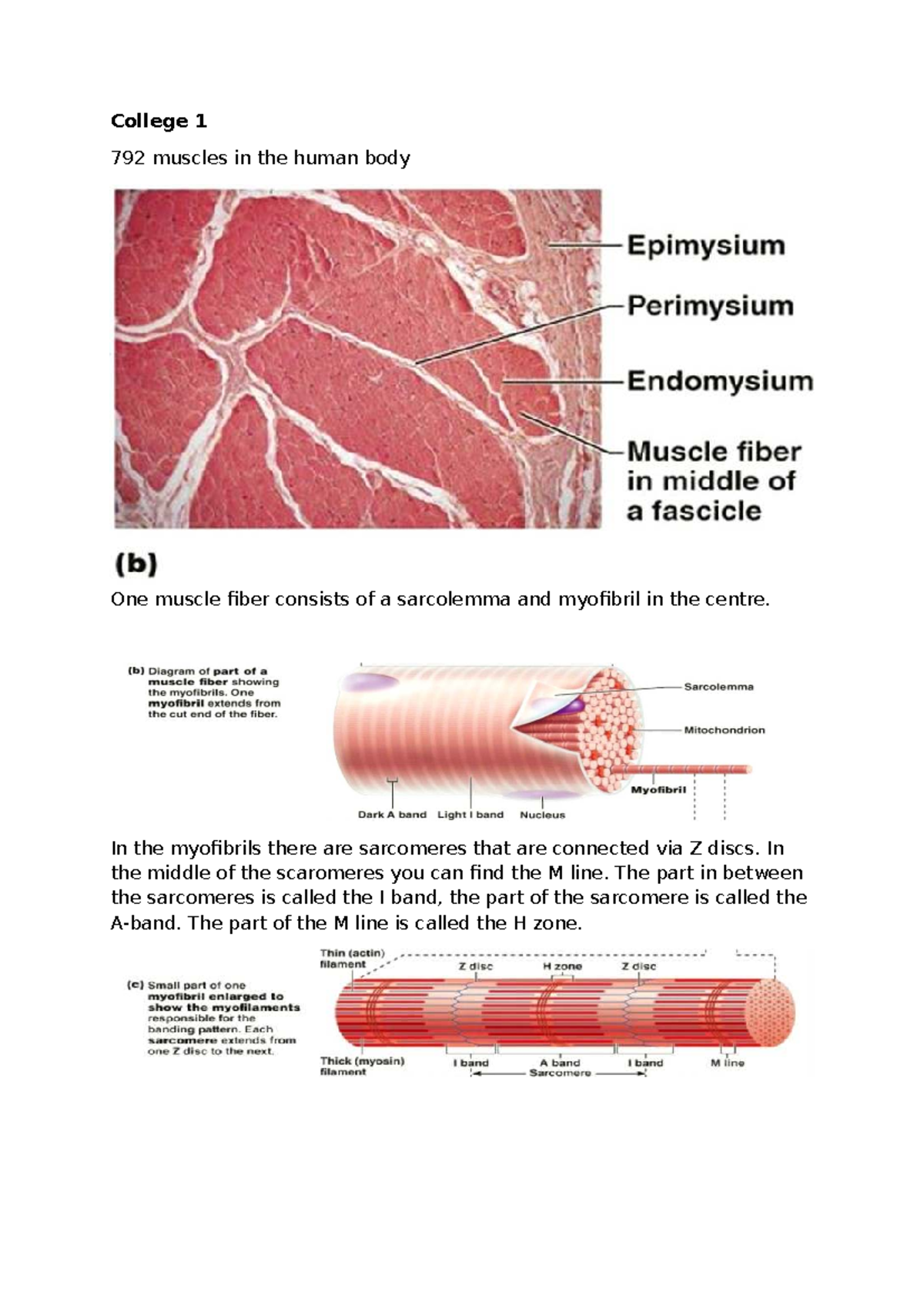 College 1 792 Lecture Notes on Muscle Physiology and Contraction ...