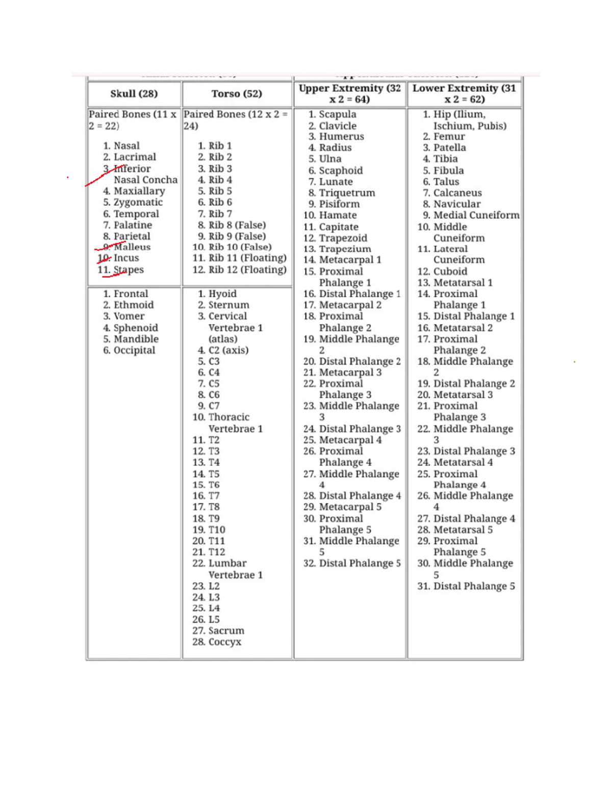 206 Bones List - Detailed Overview of Human Skeletal System - Studocu