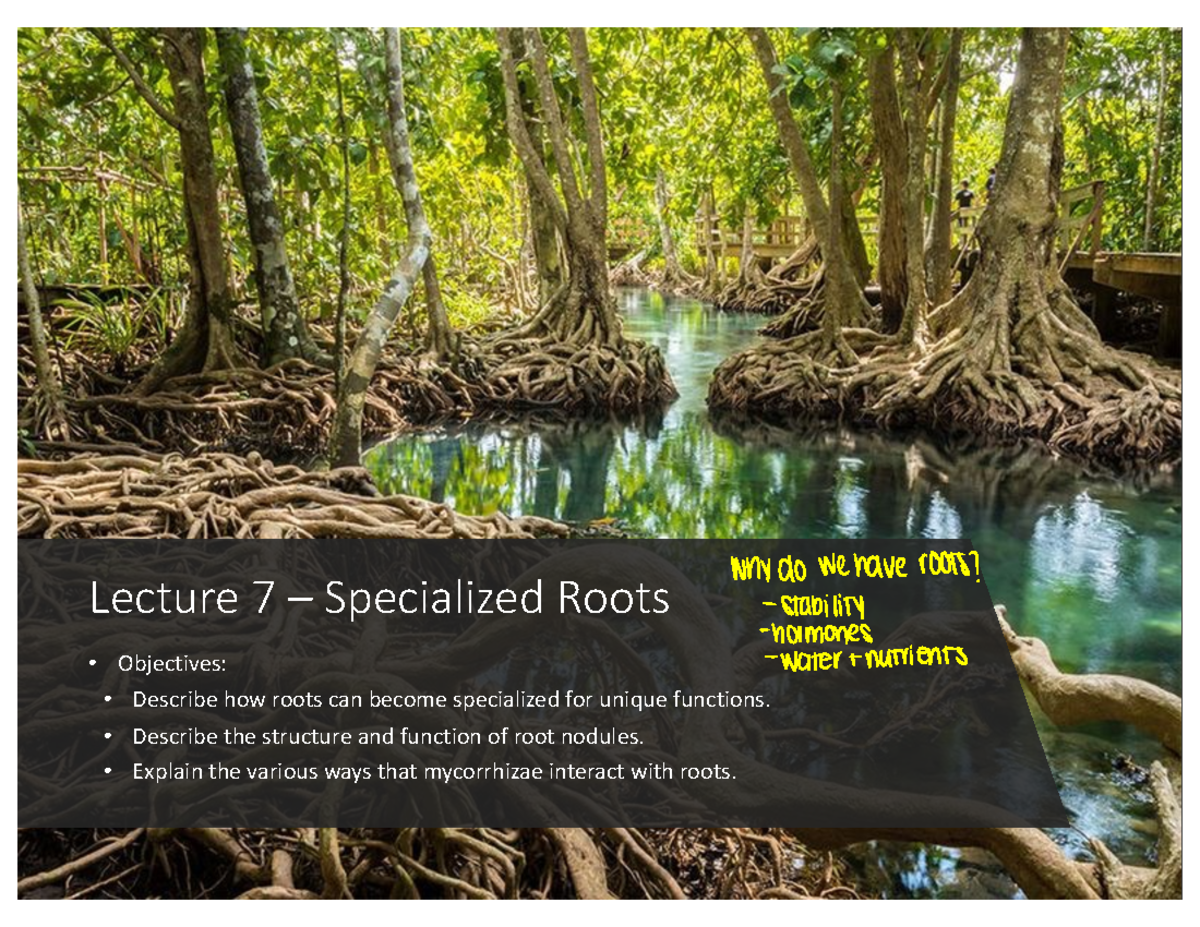 Lecture 7: Specialized Roots and Their Functions in Plant Biology ...