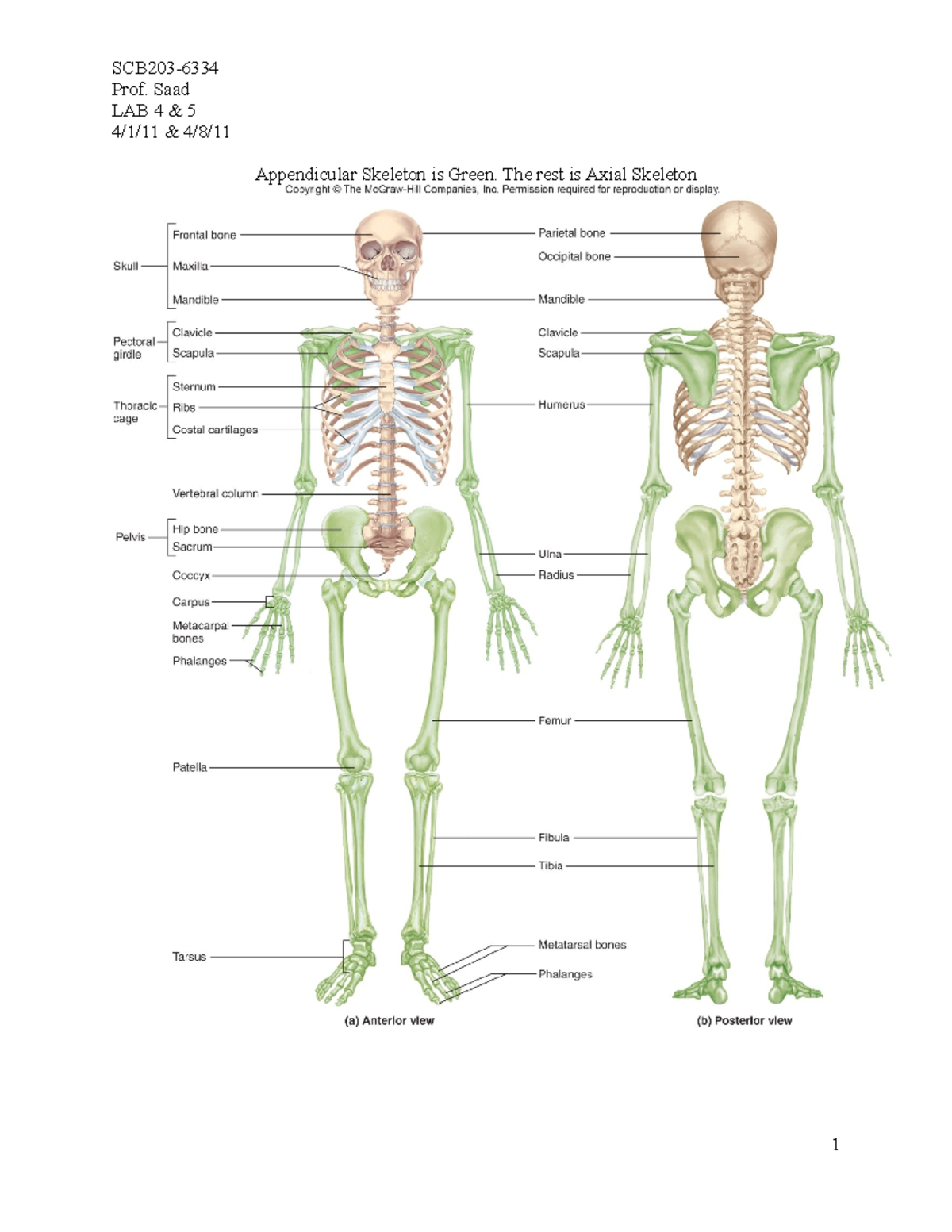 Bone Practical Review: Prof. Saad LAB 4 - Appendicular & Axial Skeleton ...