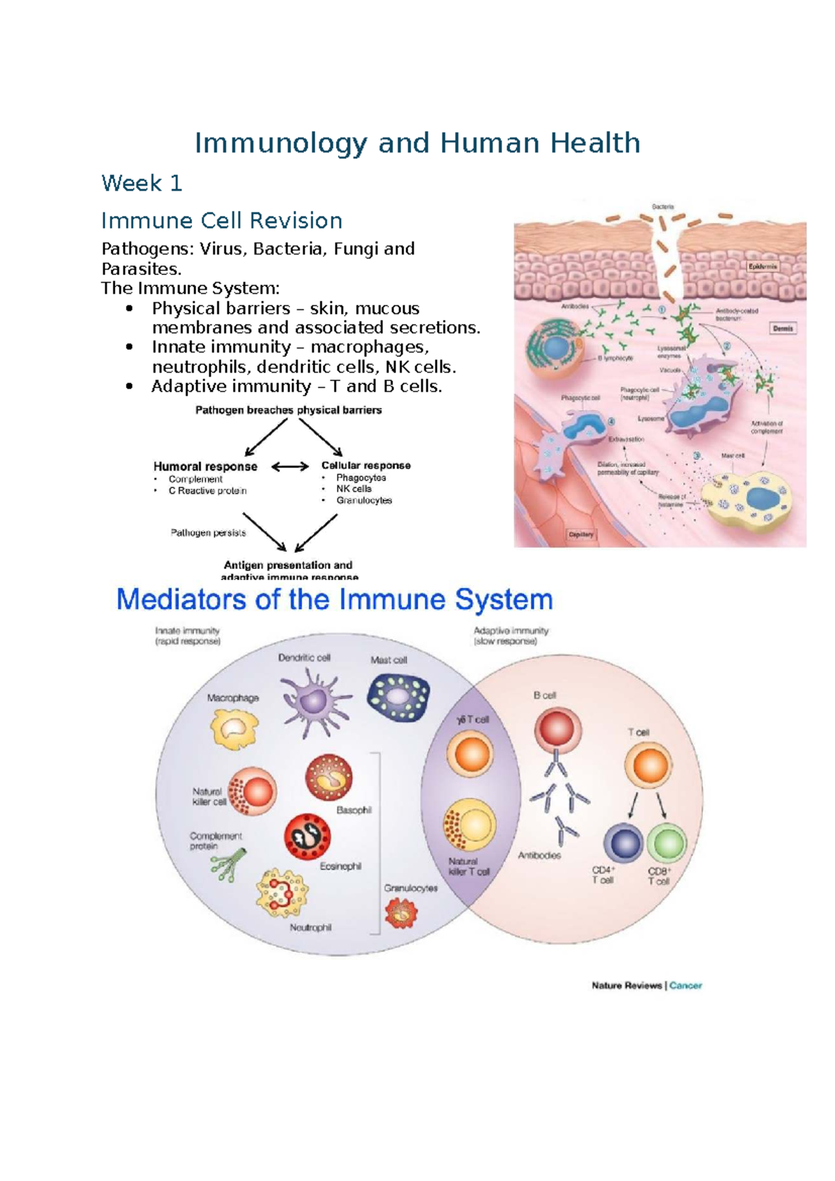 Immunology and Human Health: Week 1 & 2 Immune Cell Overview and ...