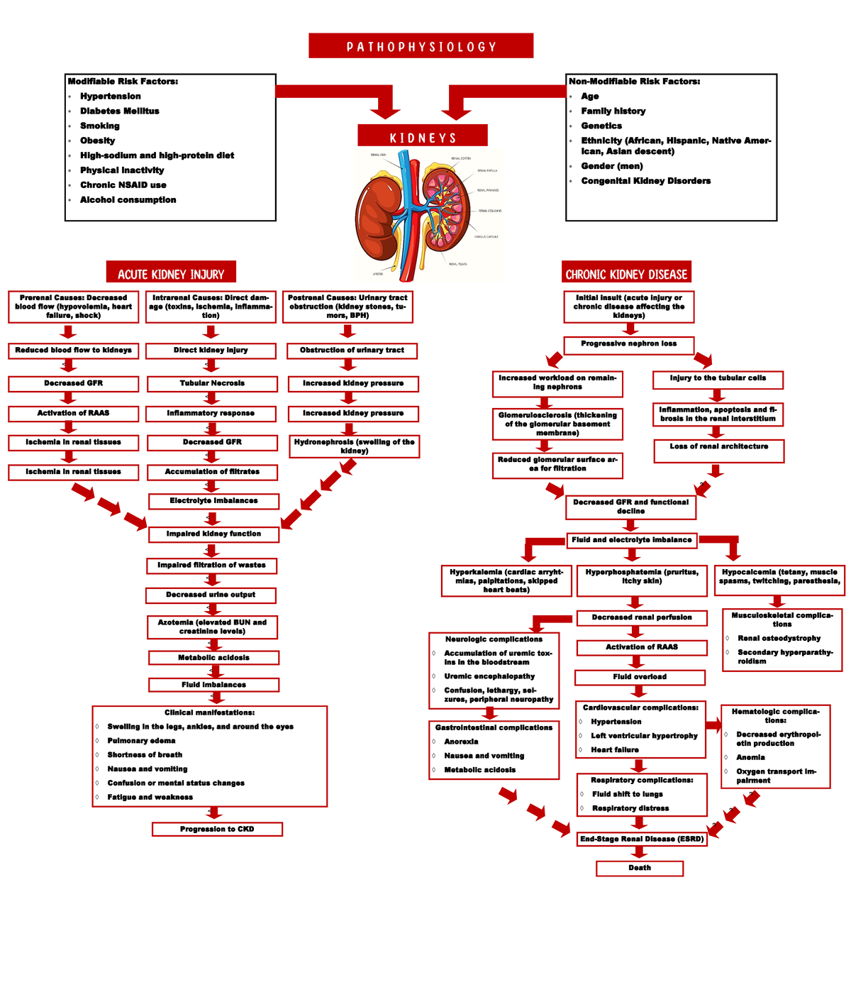 AKI-CKD-Patho - SIMPLE PATHOPHYSIO - Modifiable Risk Factors ...