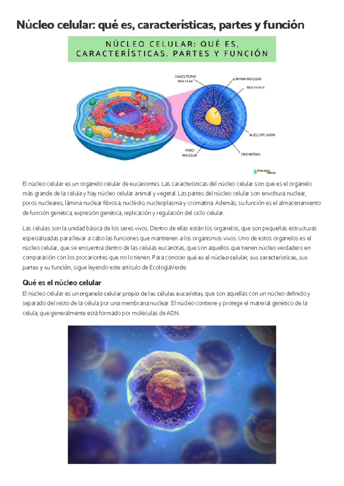 Núcleo celular qué es, características, partes y función ...