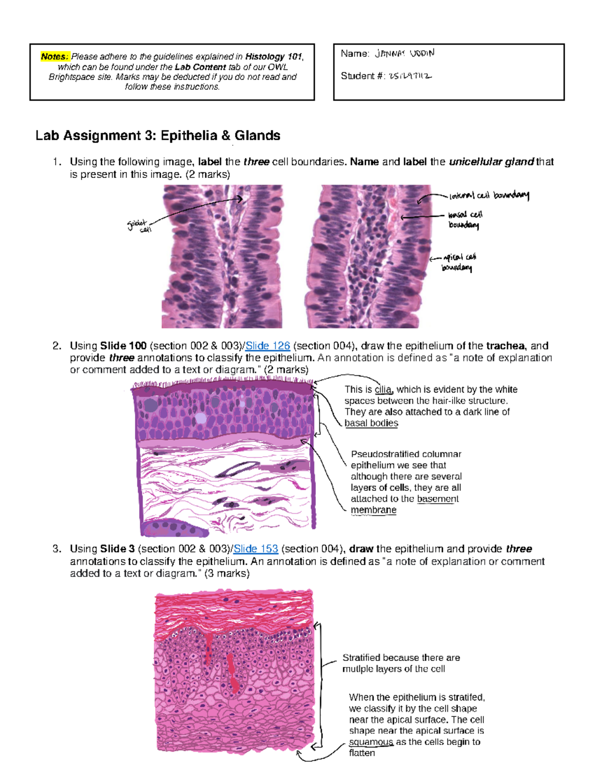 LAB 3 - Epithelia & Glands Study Notes for Histology 101 - Studocu