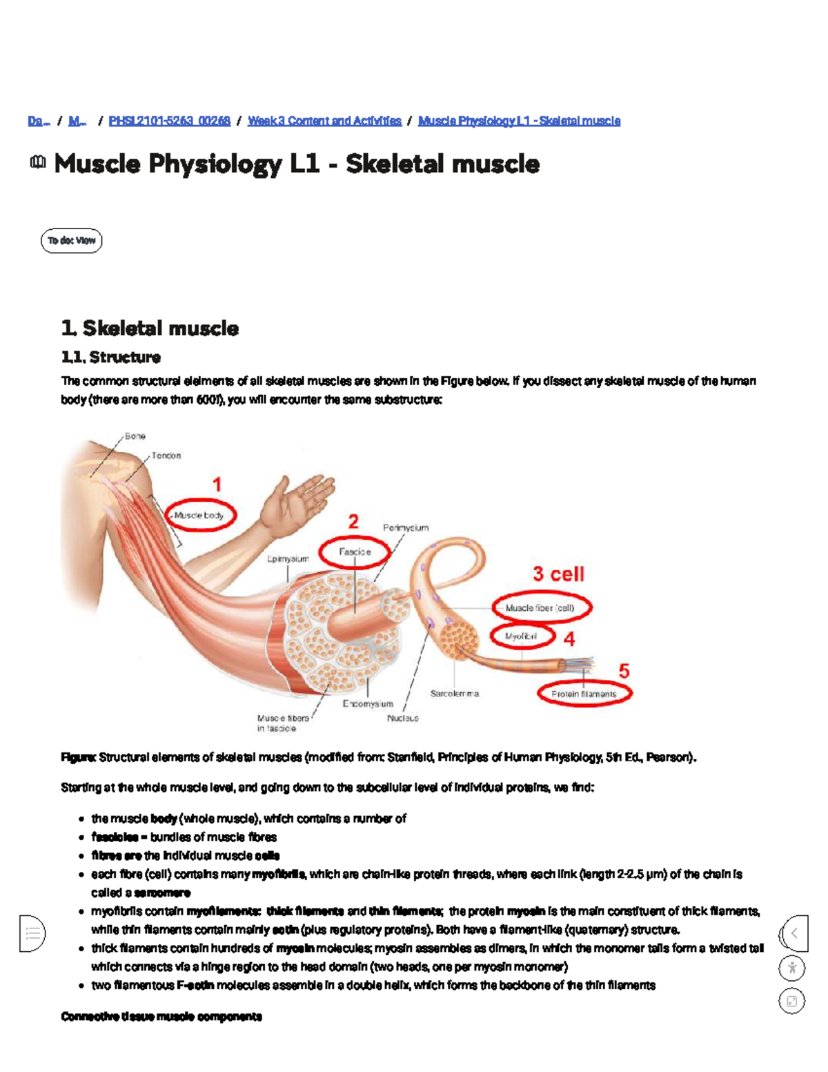 Muscle Physiology L1: Skeletal Muscle Structure Overview UNSW - Studocu