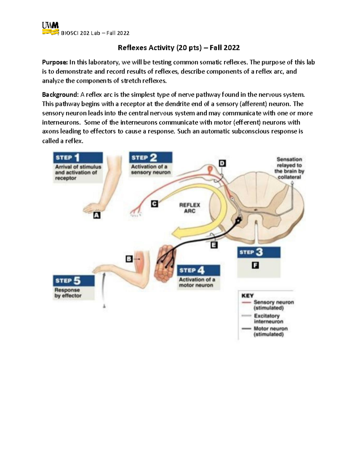 Reflexes Activity - Fall 2022 - BIOSCI 202 Lab – Fall 2022 Reflexes ...
