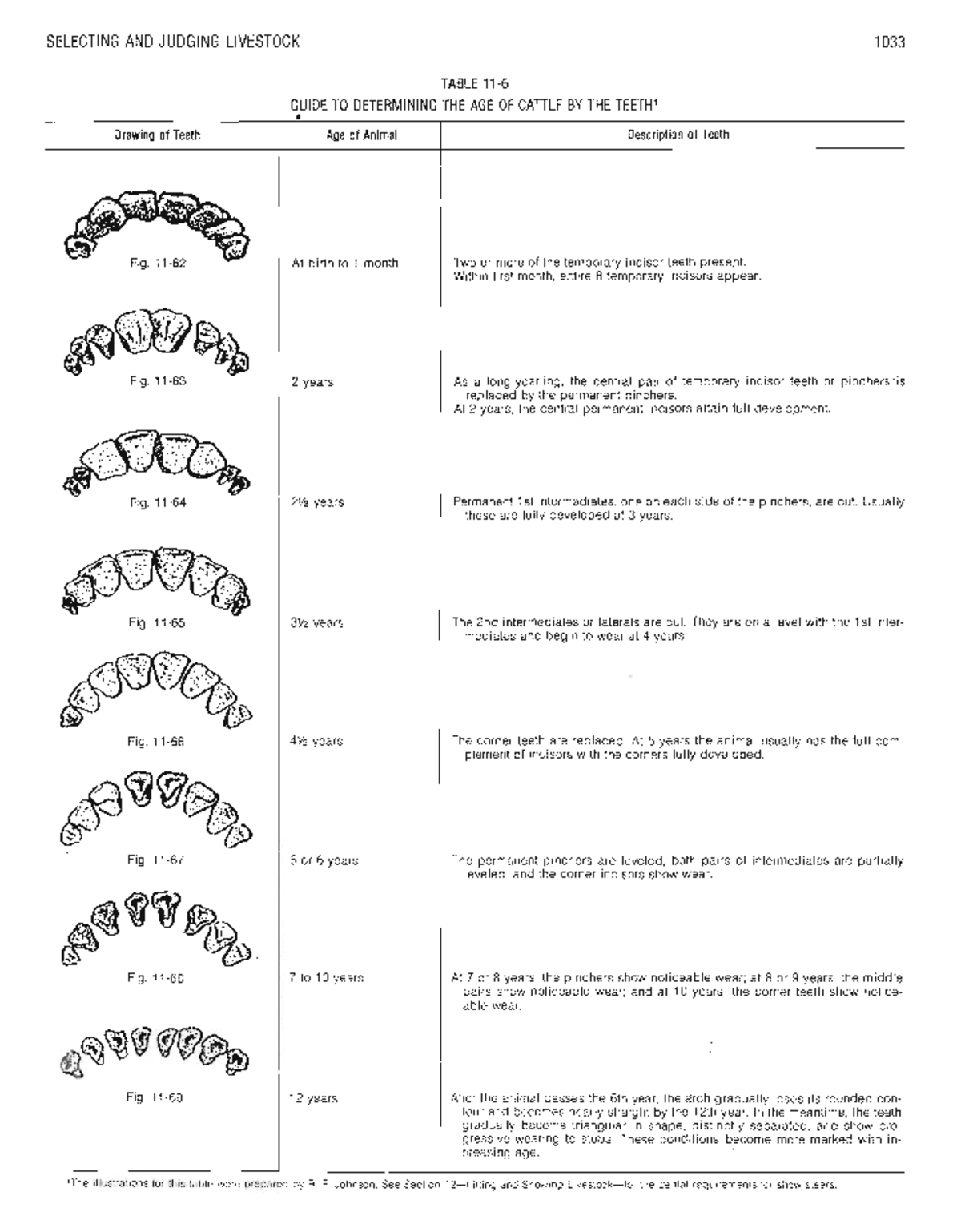 CATTLE 1033: Age Determination by Teeth - Selection Techniques - Studocu