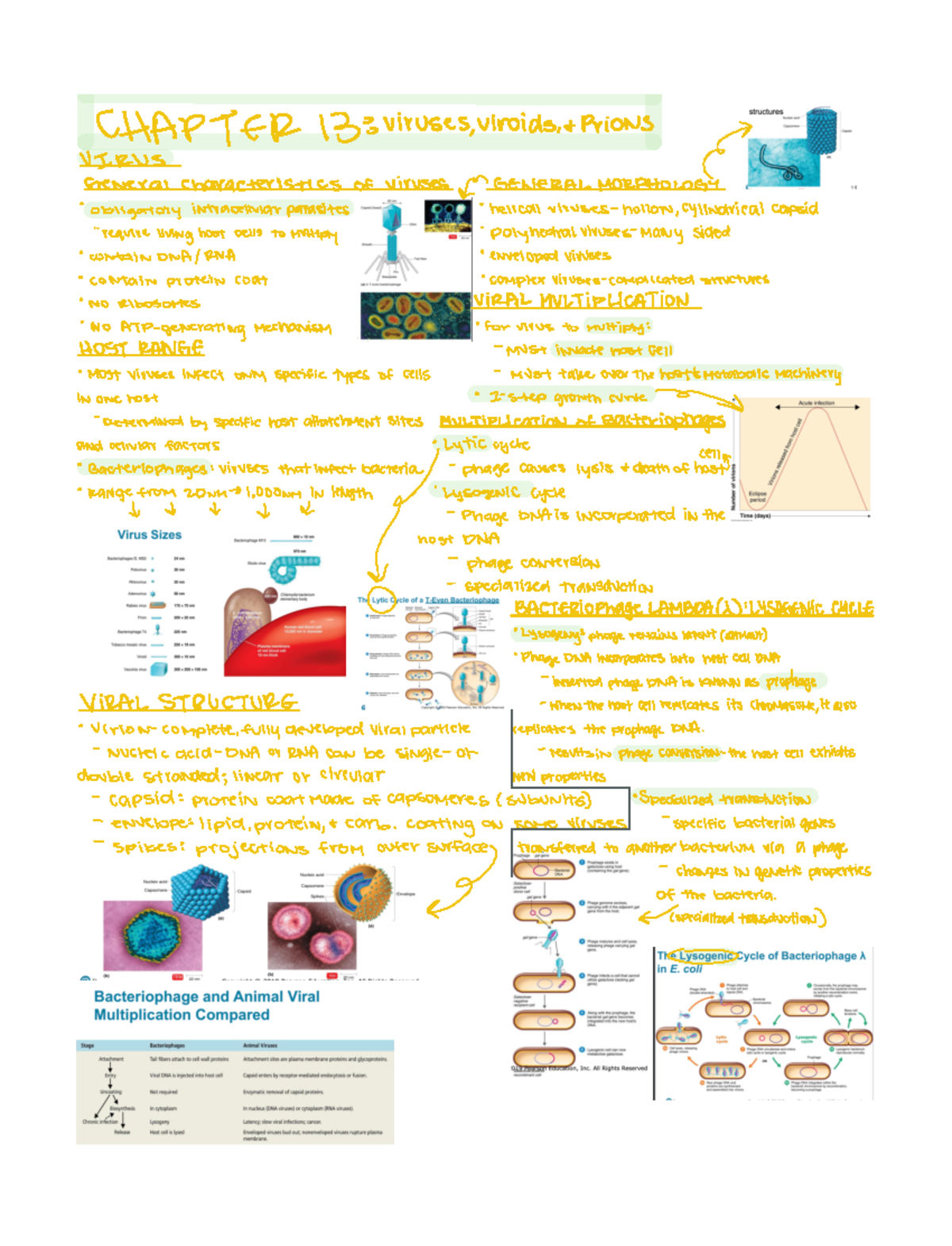 Chapter 13 viruses, viroids, and prions - structures CHAPTER 133 ...