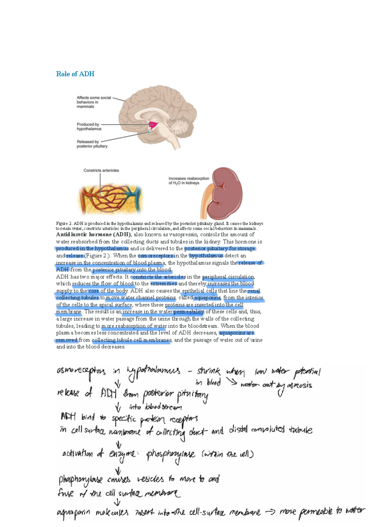 ADH and Osmoregulation: Key Functions and Mechanisms Explained - Studocu