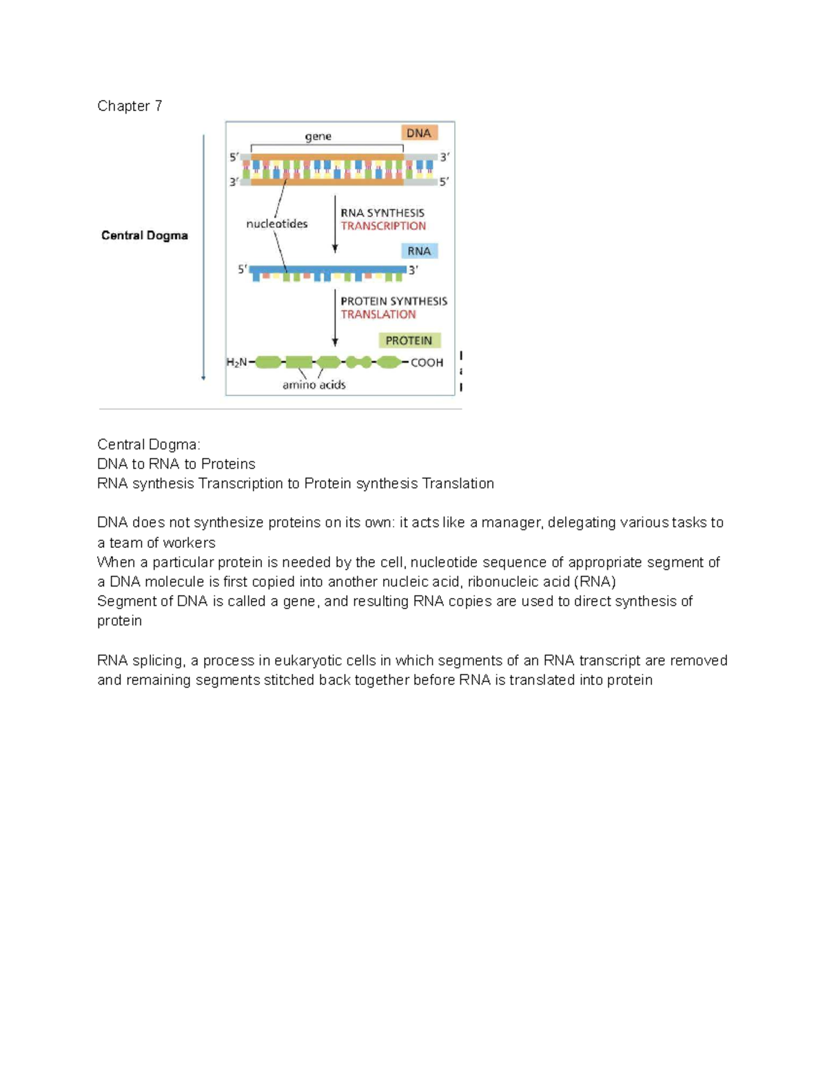 Chapter 7: Central Dogma of Molecular Biology - BIOL 101 - Studocu