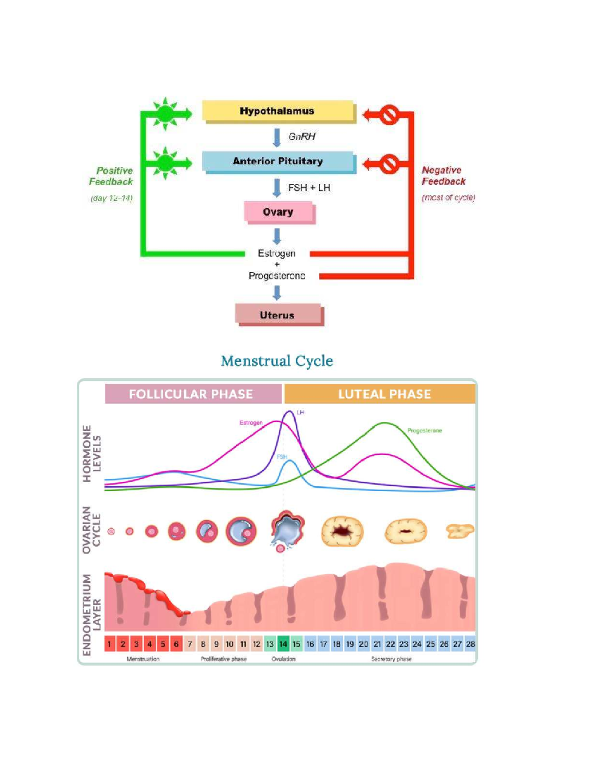 STEP Hormonal Regulation: Negative Feedback Loop in the Menstrual Cycle ...