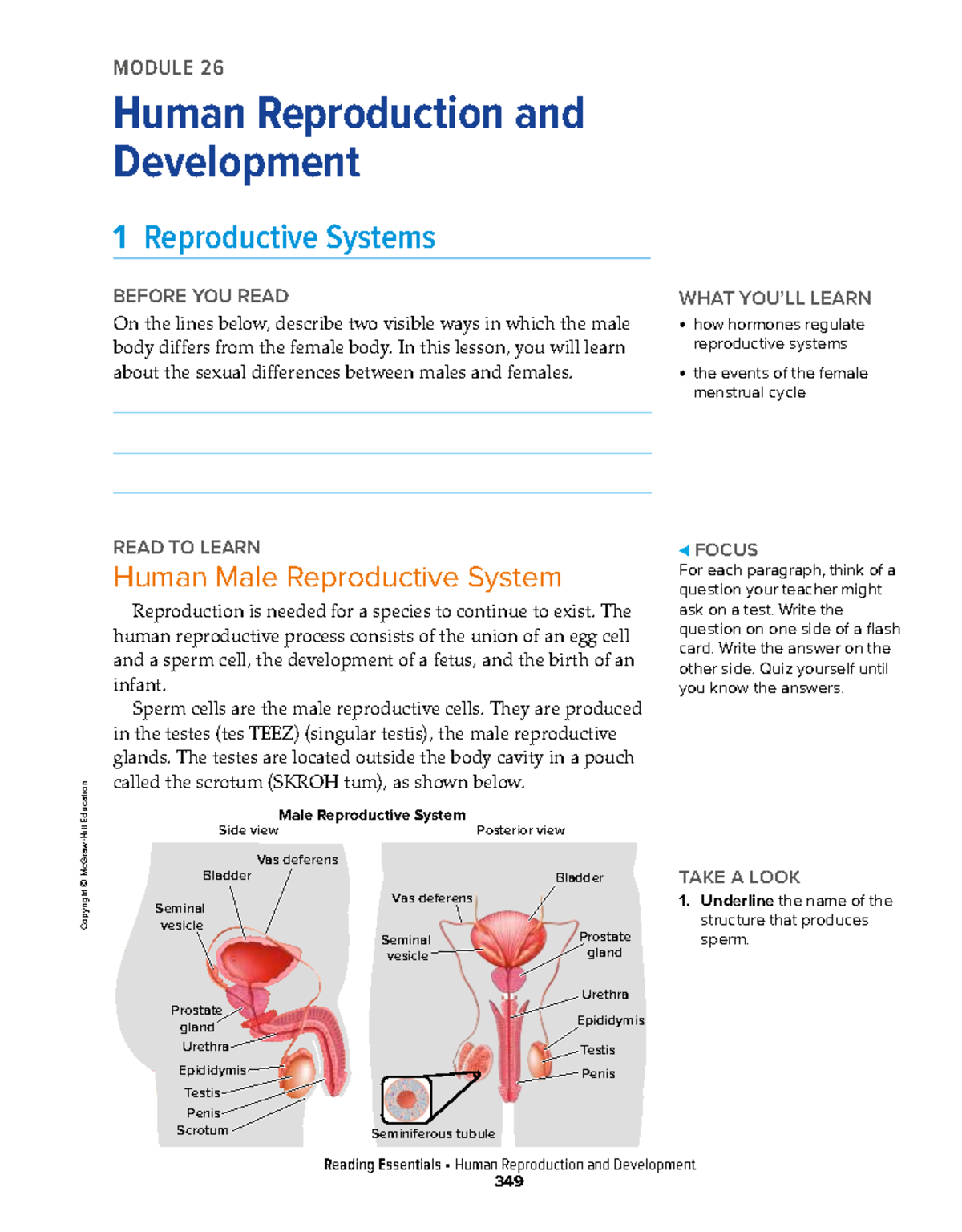 Reproductive Systems (MODULE 26) - Human Development Overview - Studocu
