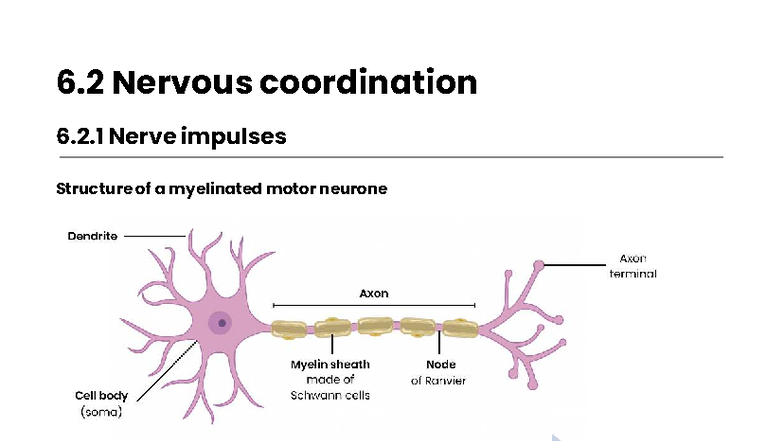 6.2 Nervous Coordination: Nerve Impulses & Synaptic Transmission - Studocu