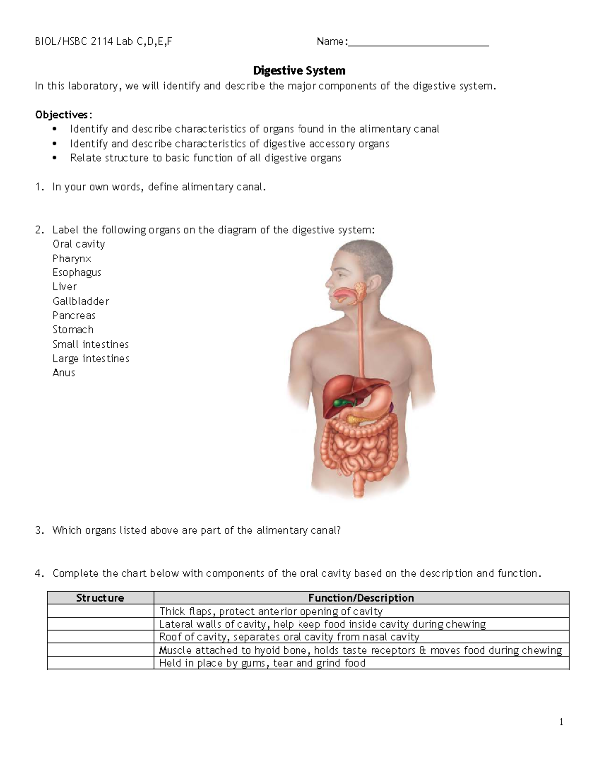 2114 Lab C,D,E,F Digestive System Overview and Key Components - Studocu