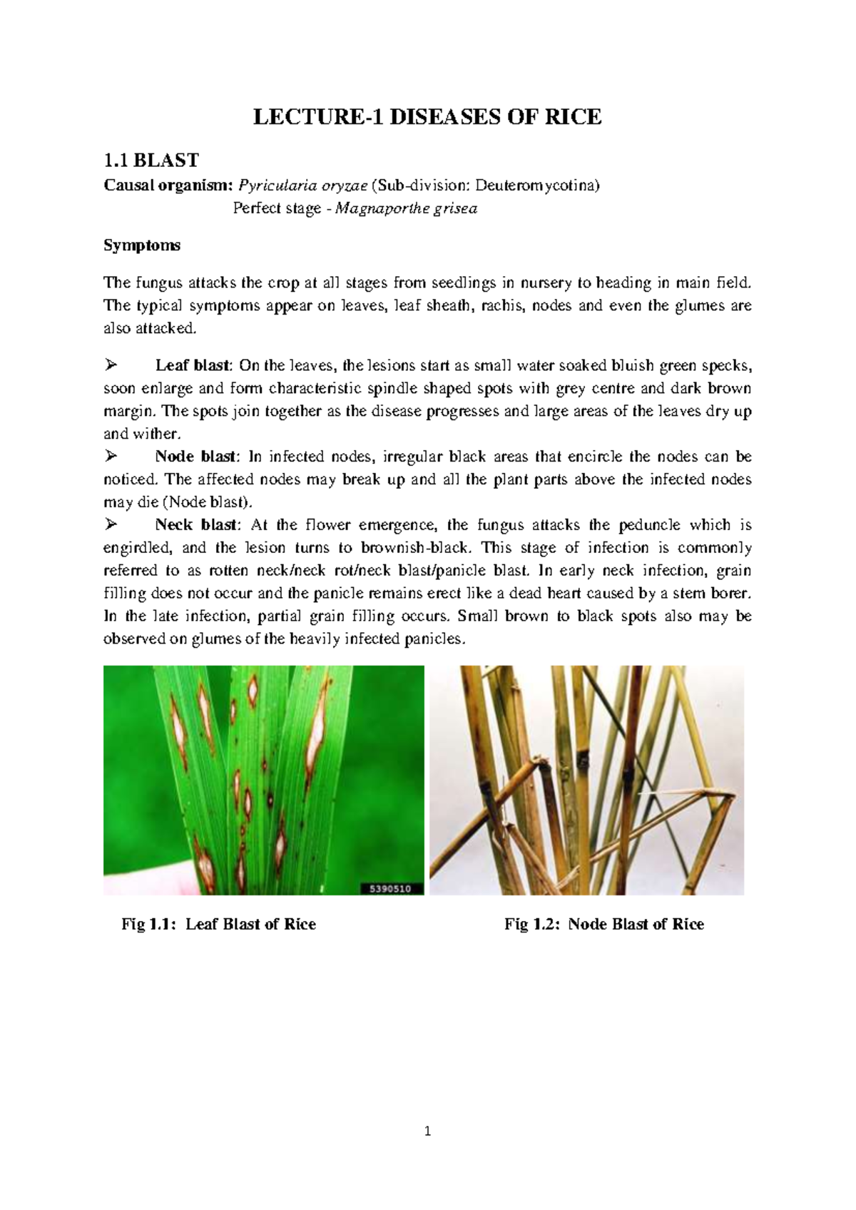 APP 5311 - Diseases of Rice: Identification and Management - Studocu