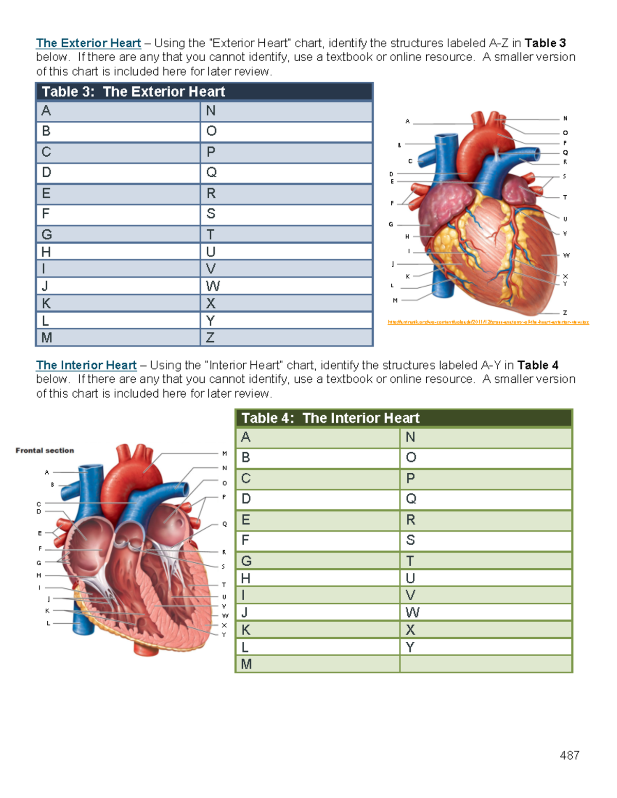 Heart Anatomy Worksheet: Exterior and Interior Structures ...