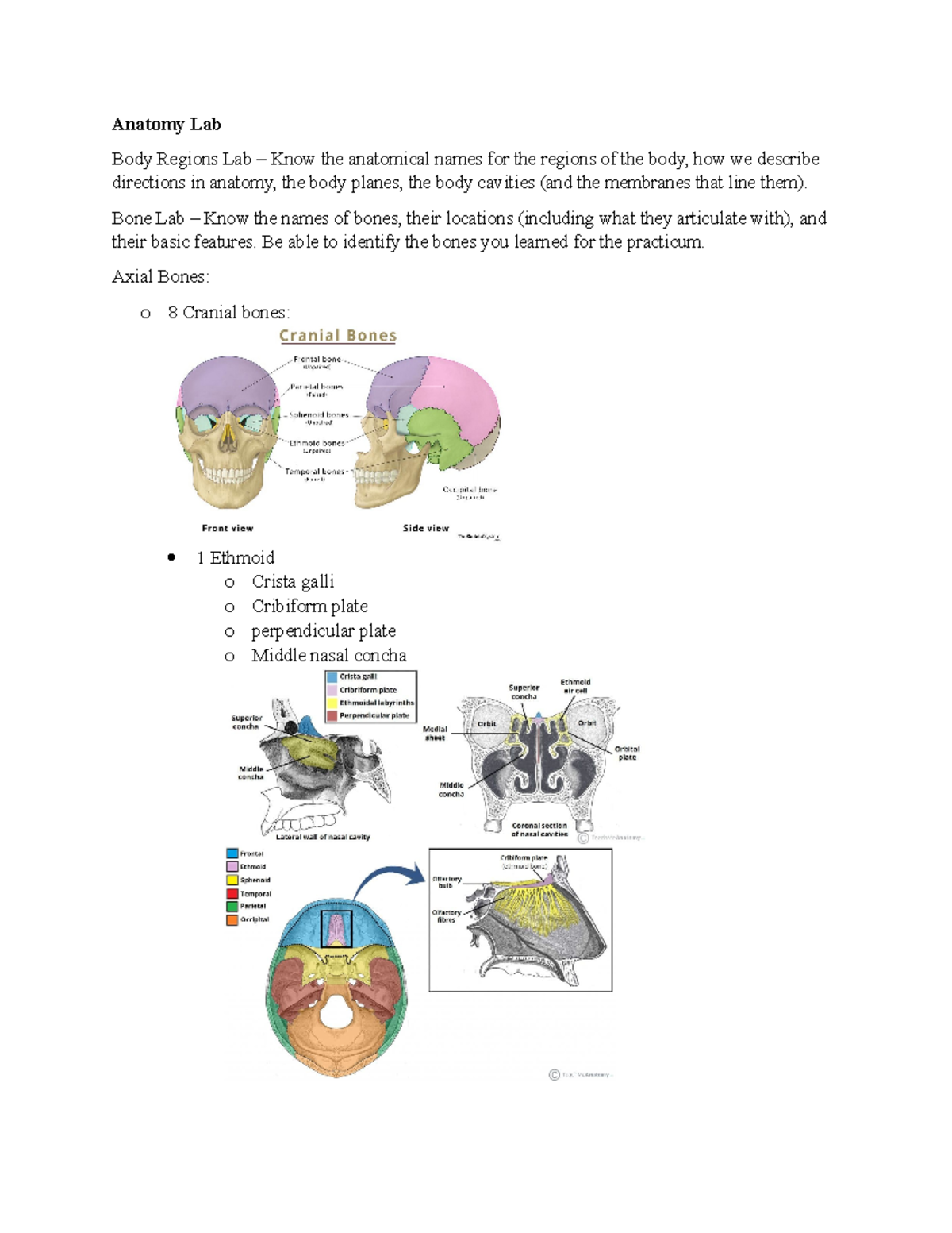 AP Anatomy Lab Final Study Guide S24: Body Regions & Muscles - Studocu
