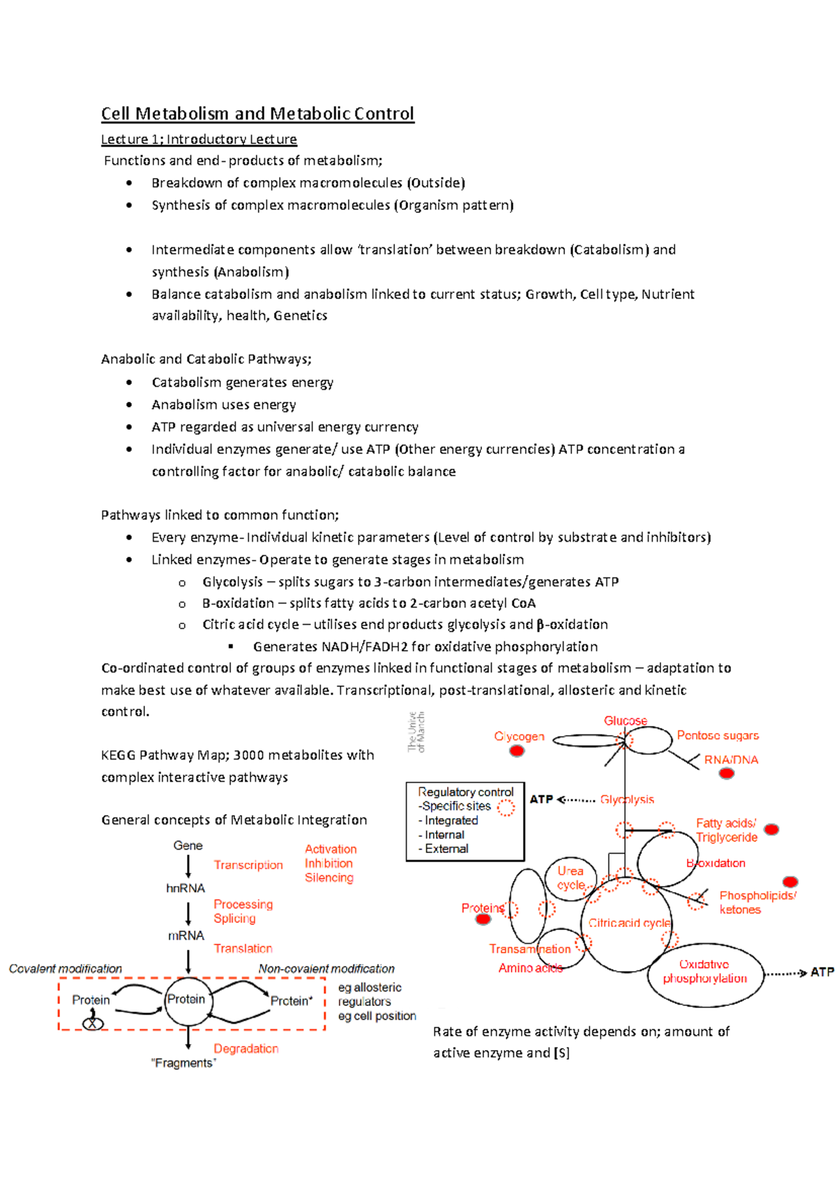 Cell Metabolism & Metabolic Control: Lectures 1-4 Summary Notes - Document Preview