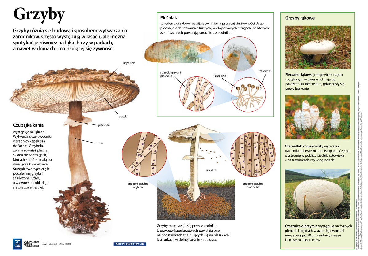 Biologia Gim Plansza eduk Grzyby - strzępki grzybni owocnika strzępki