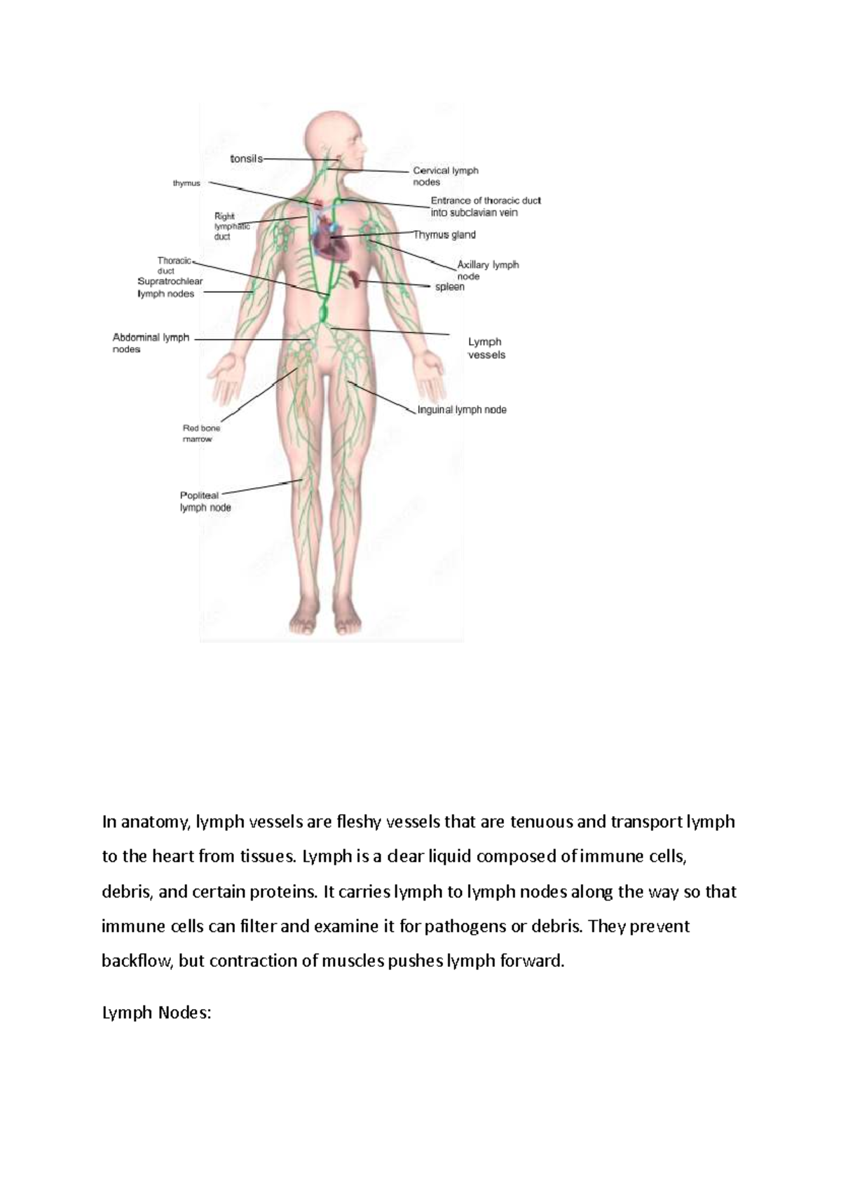 Anatomy of the Lymphatic System: Functions & Disorders (8B Assignment ...