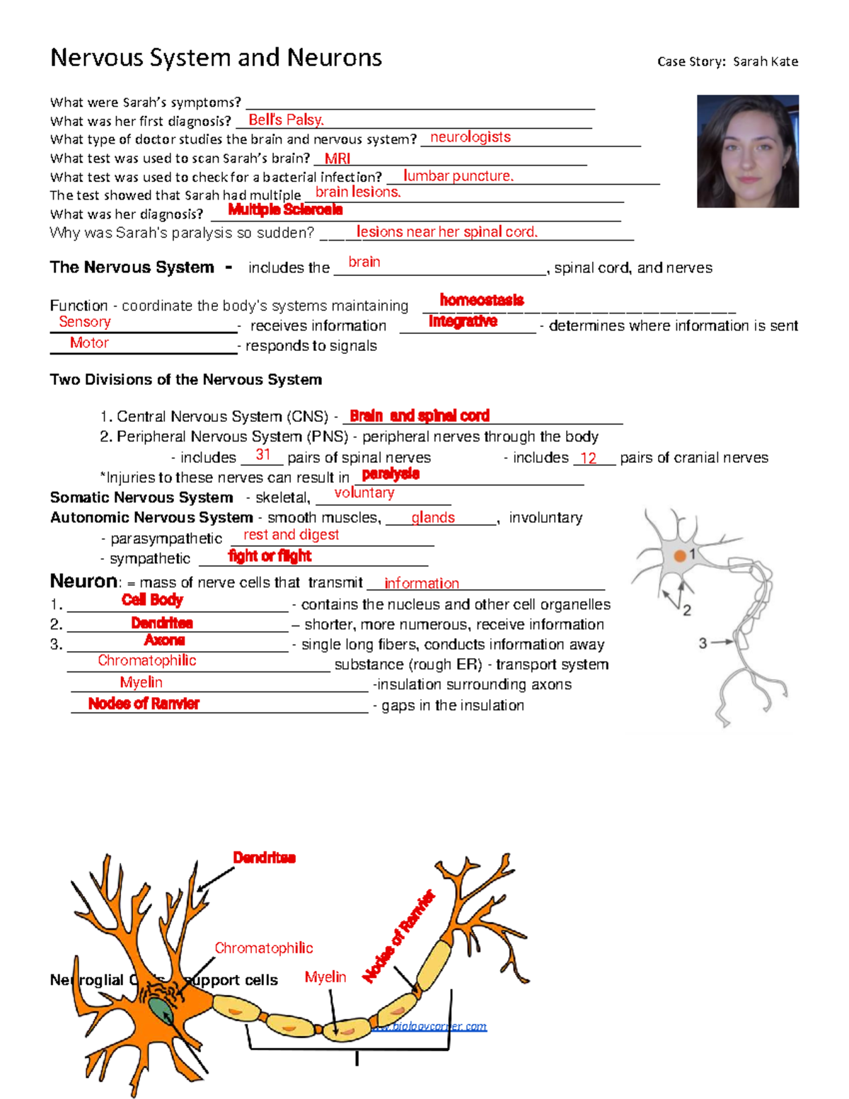 Nervous system review guide: case study on multiple sclerosis (2025 ...