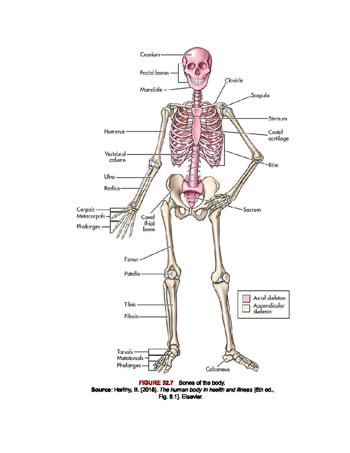 Anatomy of the Human Skeleton: Axial & Appendicular Bones Overview ...