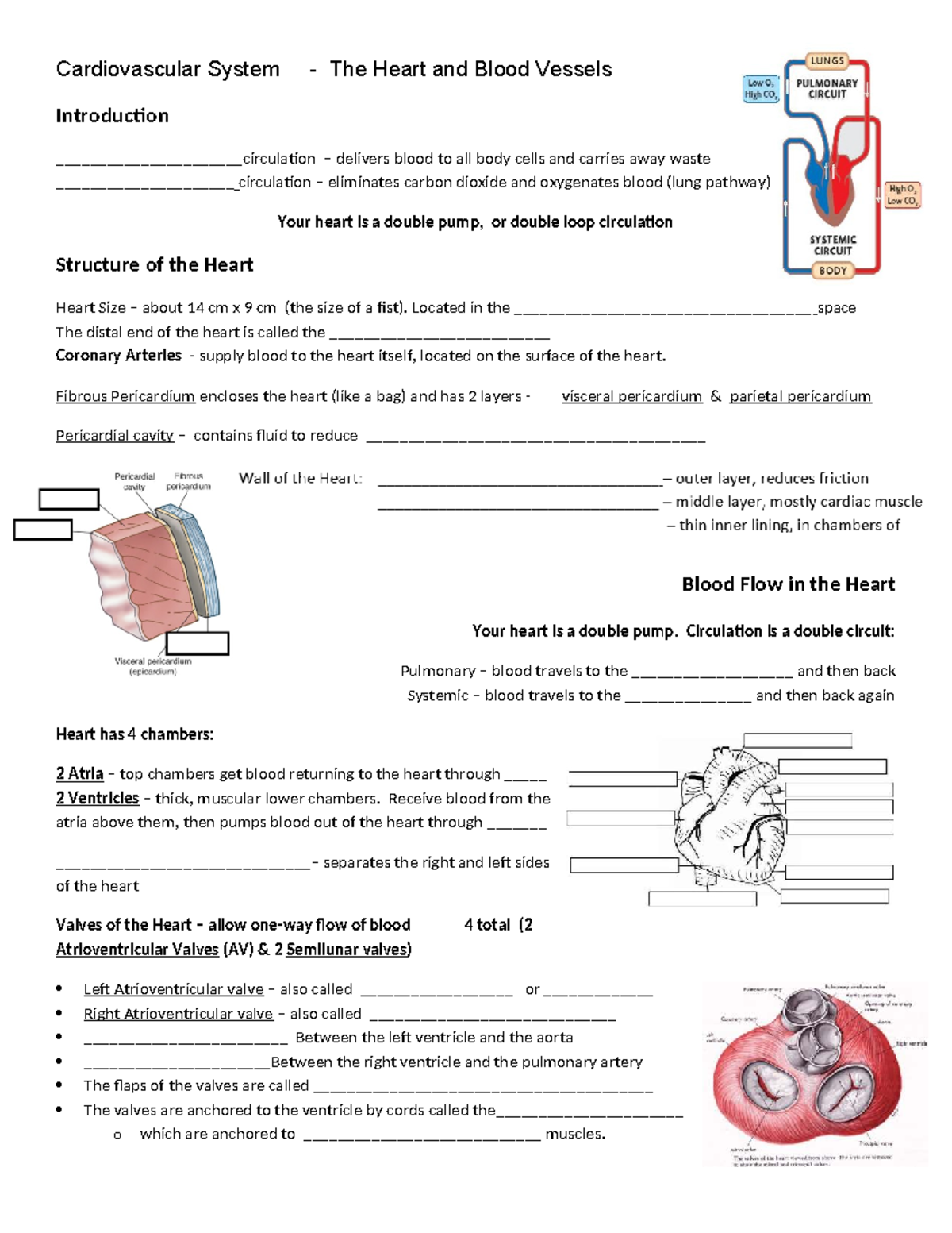 Cardiovascular System Overview: Heart & Blood Vessels (BIO 101) - Studocu