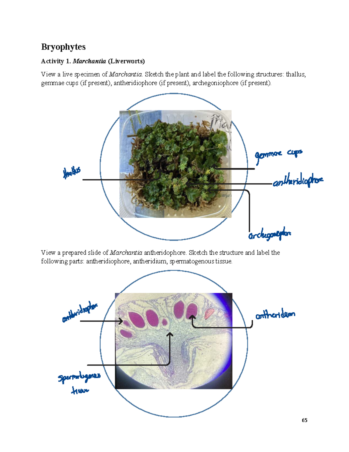 Biology 2 Lab: Bryophytes and Monilophyta Activities - Studocu