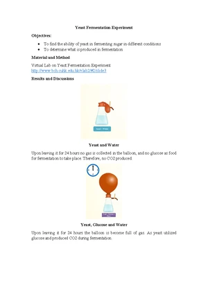 Yeast Fermentation Balloon Report On Yeast Fermentation Yeast