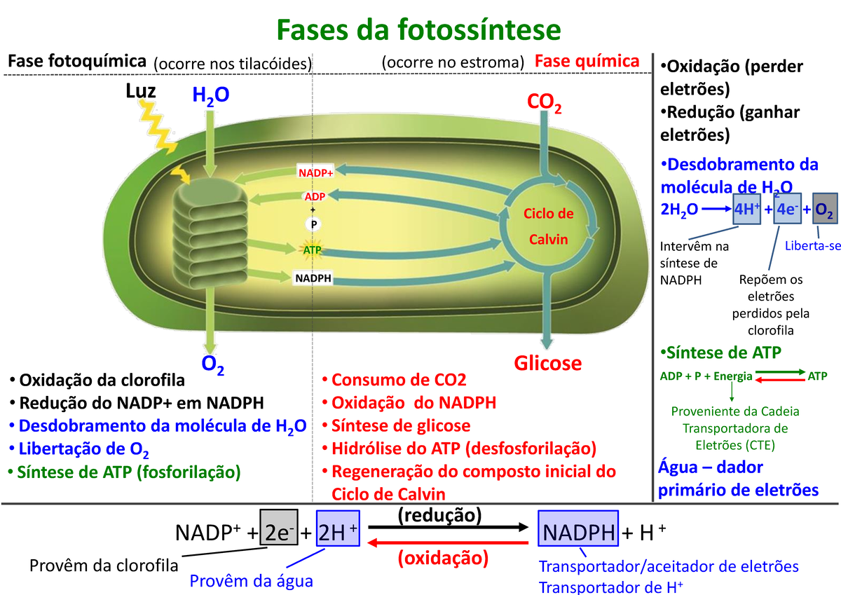 Fotossíntese-esquema completo - Fases da fotossíntese Fase fotoquímica ...