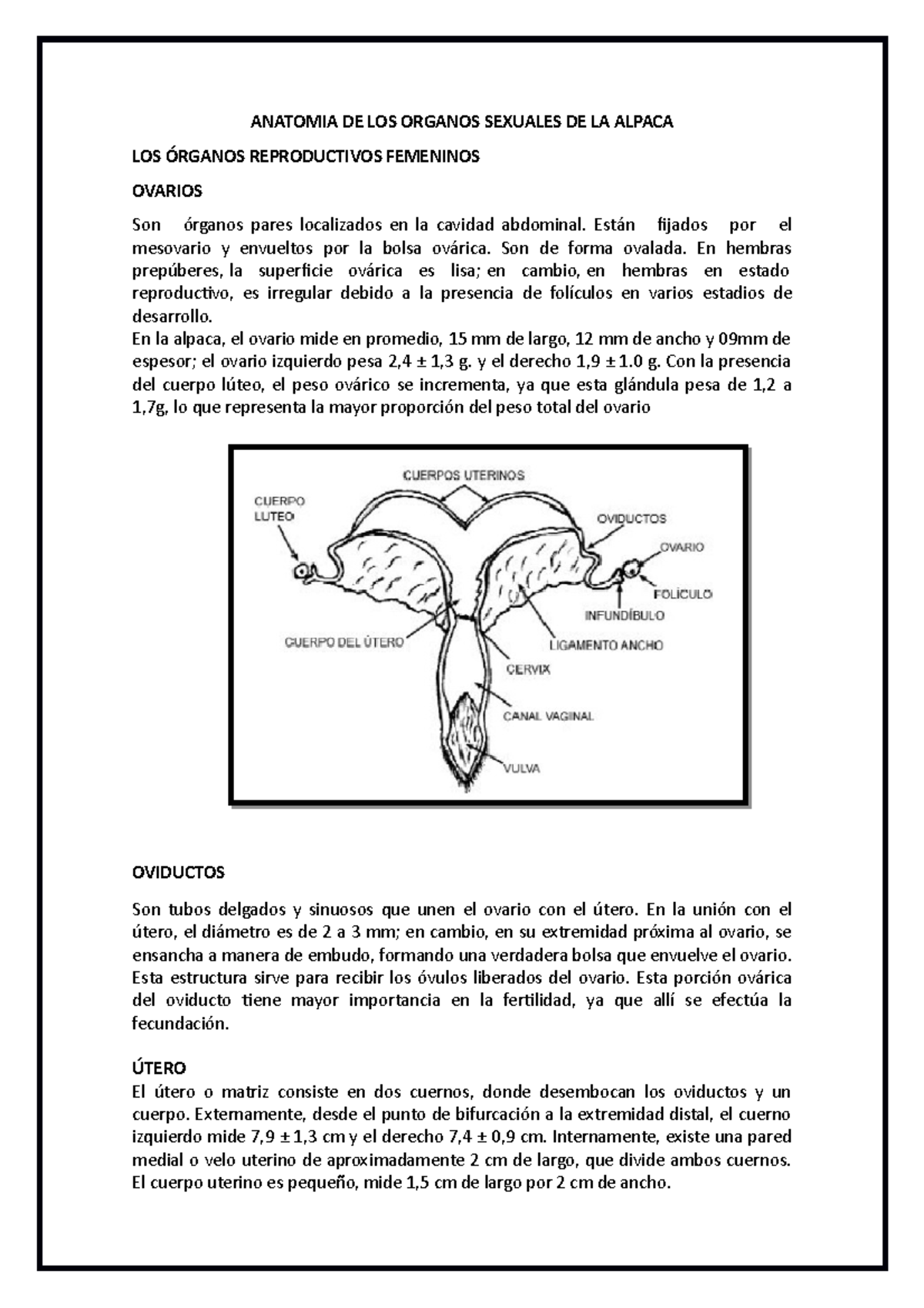 Informe de Reproduc. ANAT. Órg. Sexuales Alpaca: Un Estudio Detallado ...